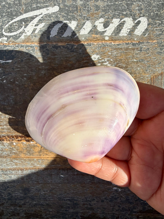 Gorgeous Lavender Shell | Opt T