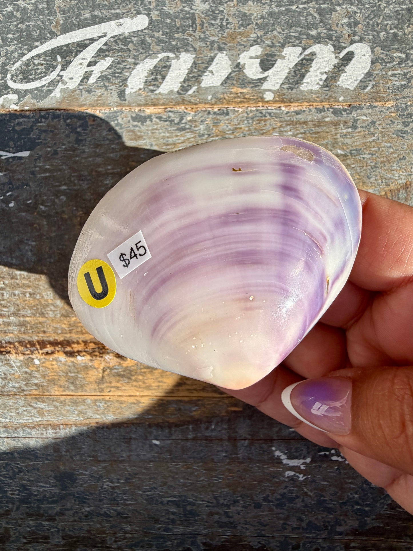 Gorgeous Lavender Shell | Opt U