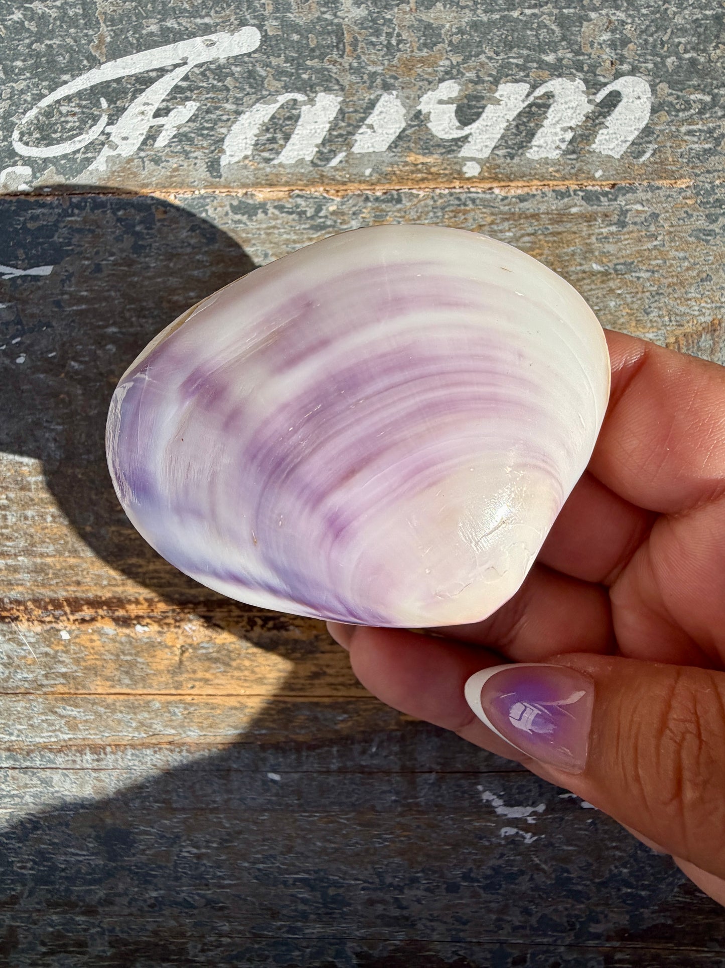 Gorgeous Lavender Shell | Opt U