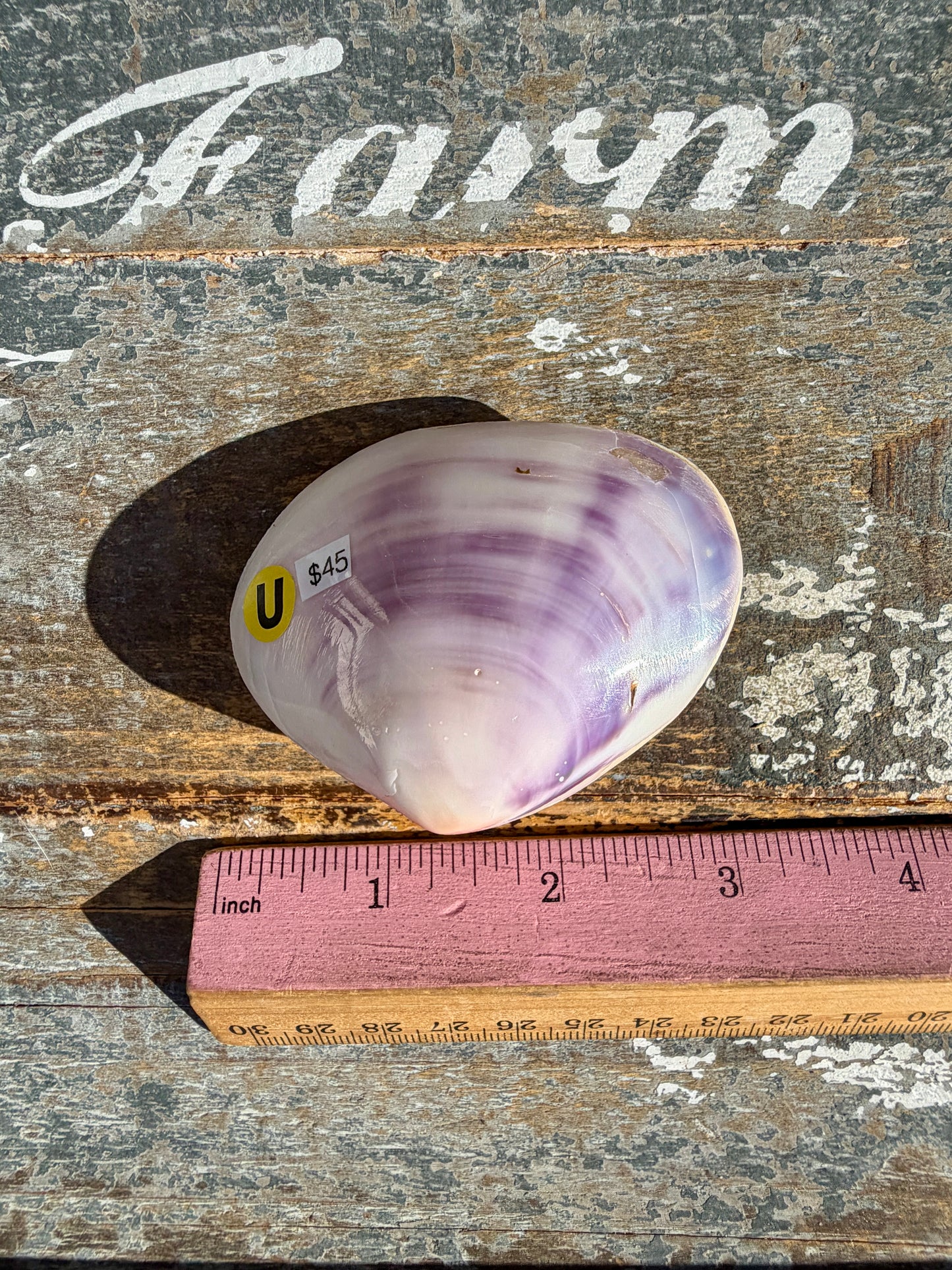 Gorgeous Lavender Shell | Opt U
