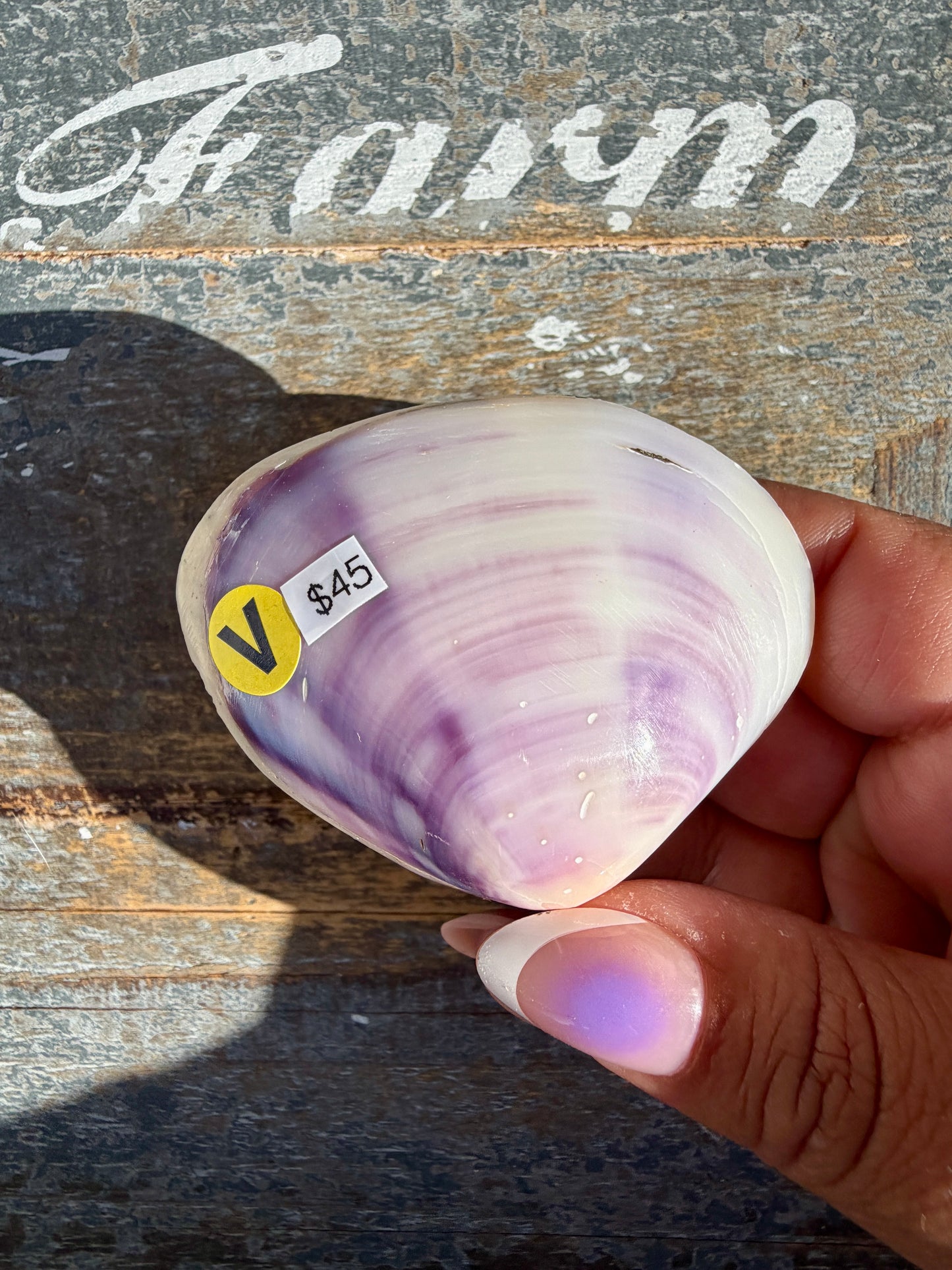 Gorgeous Lavender Shell | Opt V
