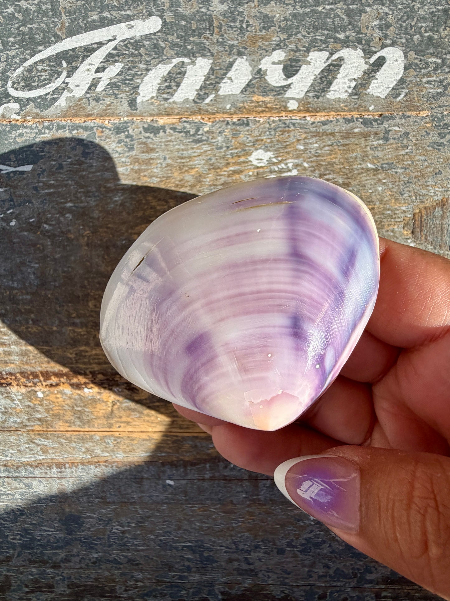 Gorgeous Lavender Shell | Opt V