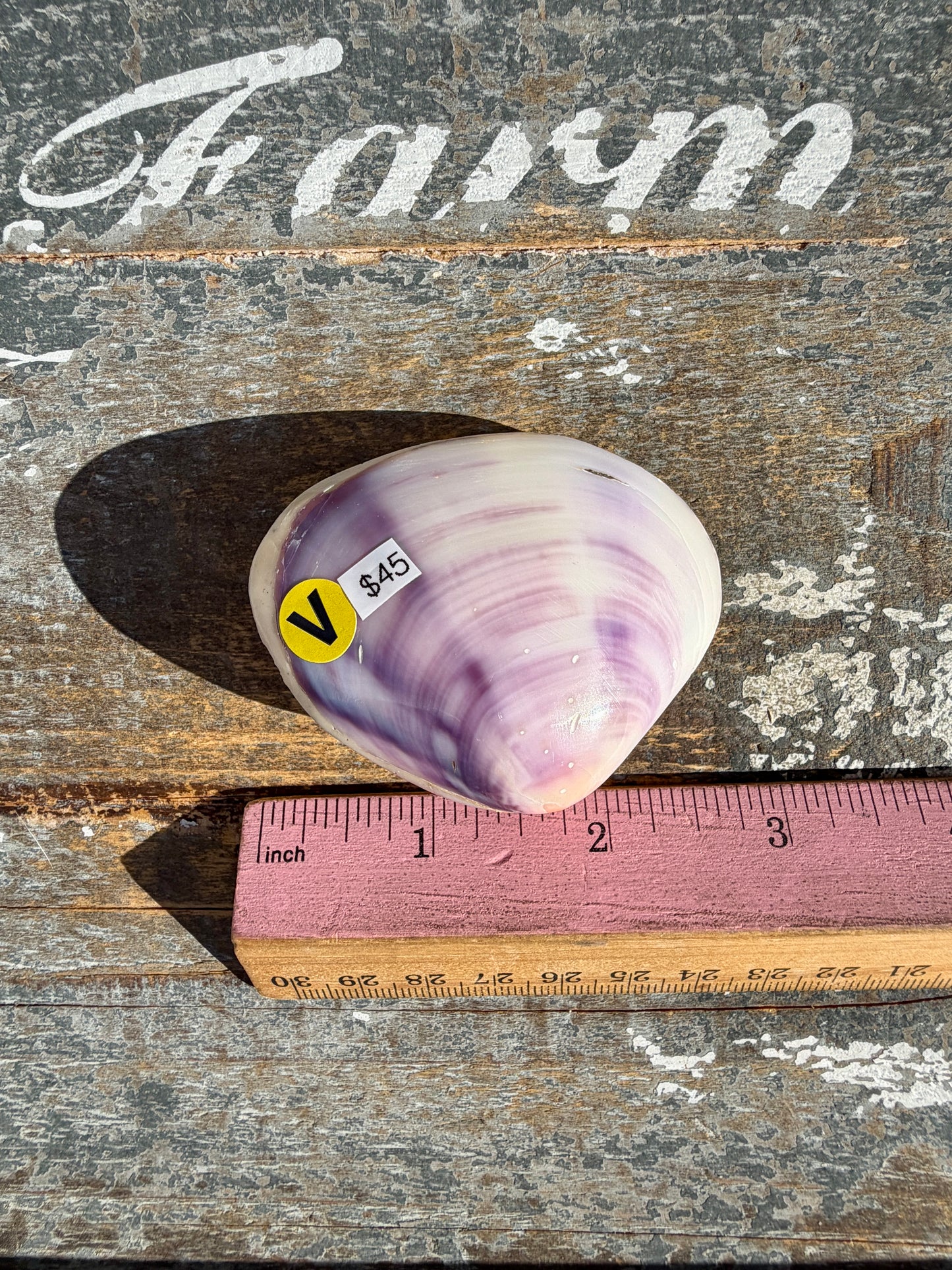 Gorgeous Lavender Shell | Opt V