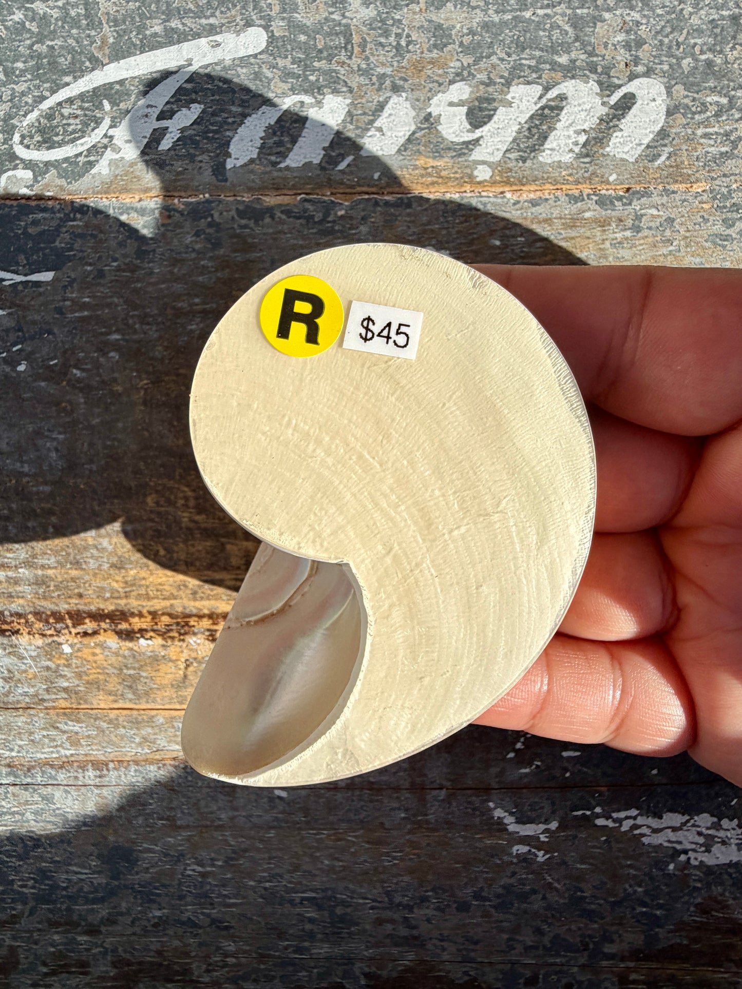 Gorgeous Striped Opalescent Shell | Opt R