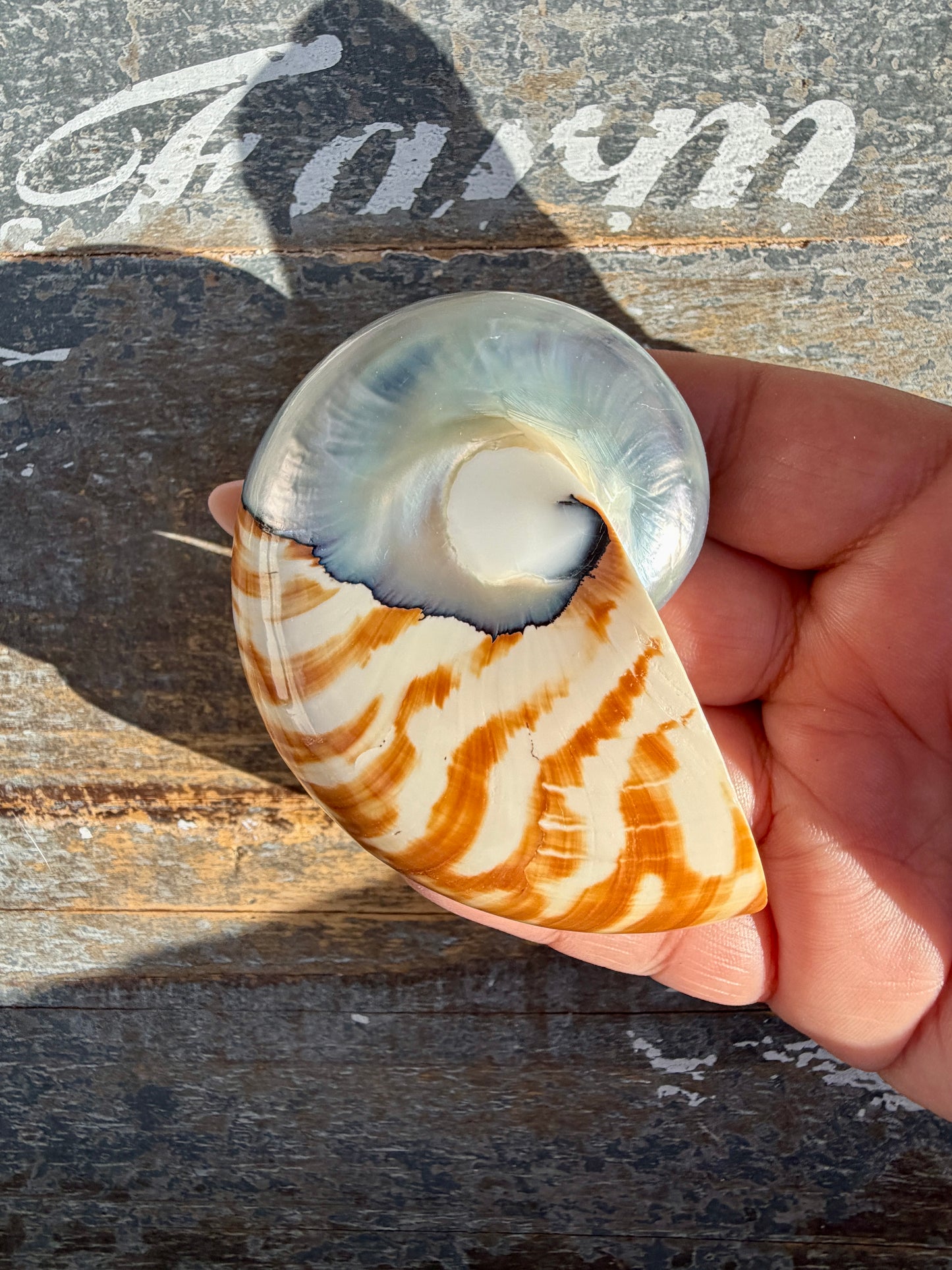 Gorgeous Striped Opalescent Shell | Opt R
