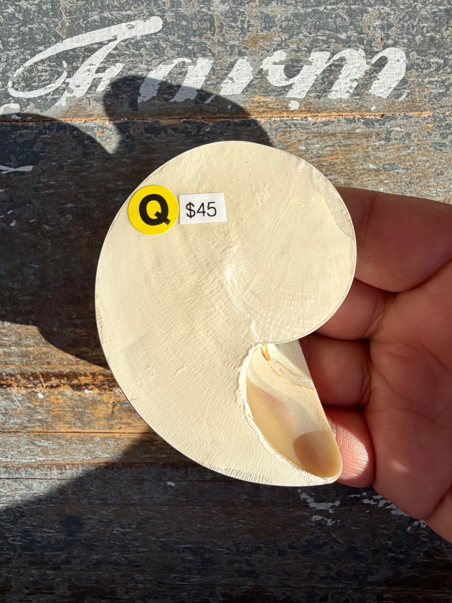Gorgeous Striped Opalescent Shell | Opt Q