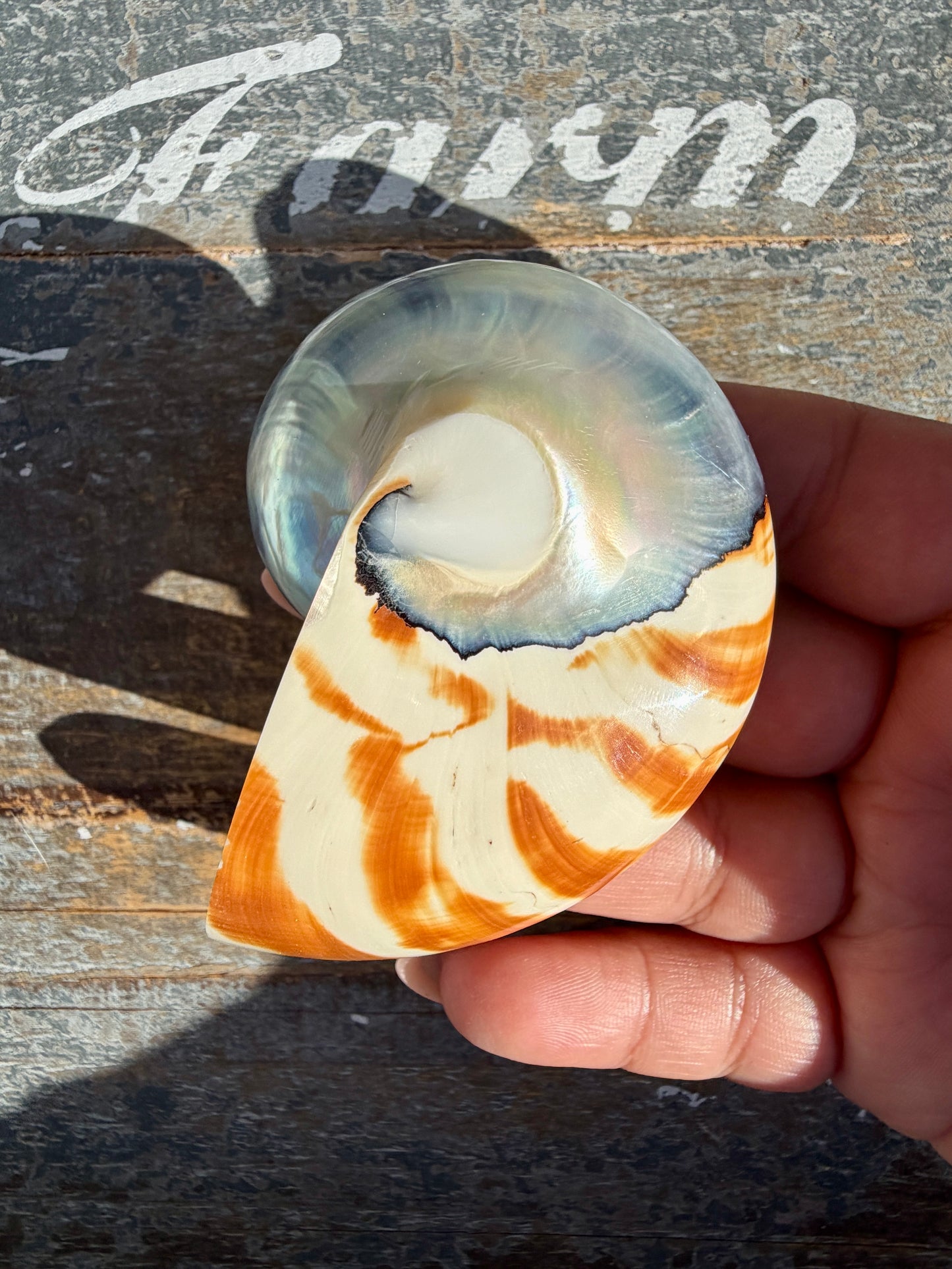 Gorgeous Striped Opalescent Shell | Opt Q