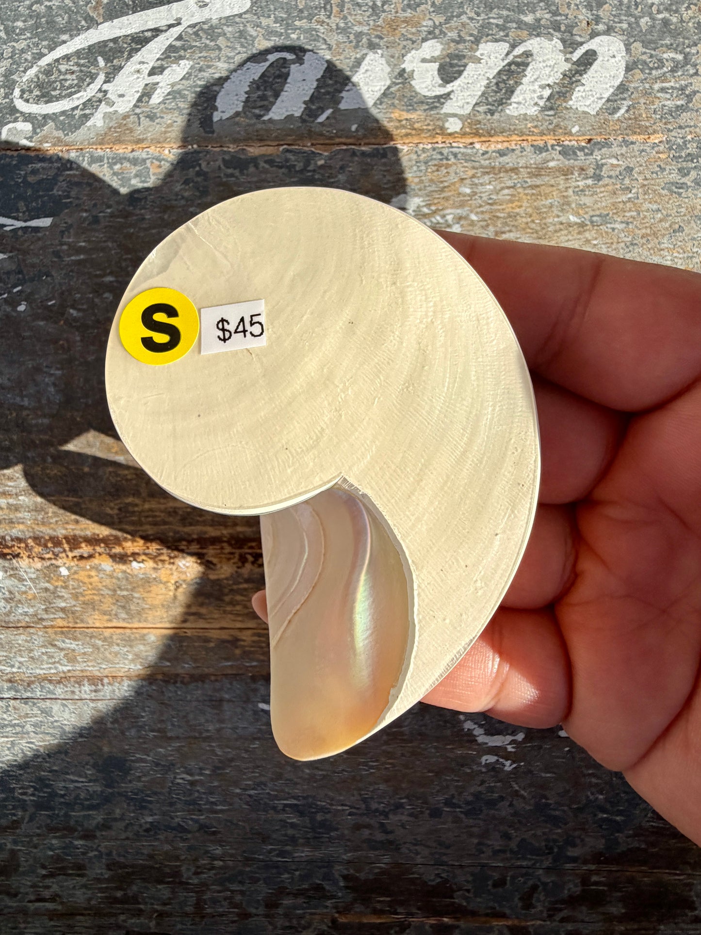 Gorgeous Striped Opalescent Shell | Opt S