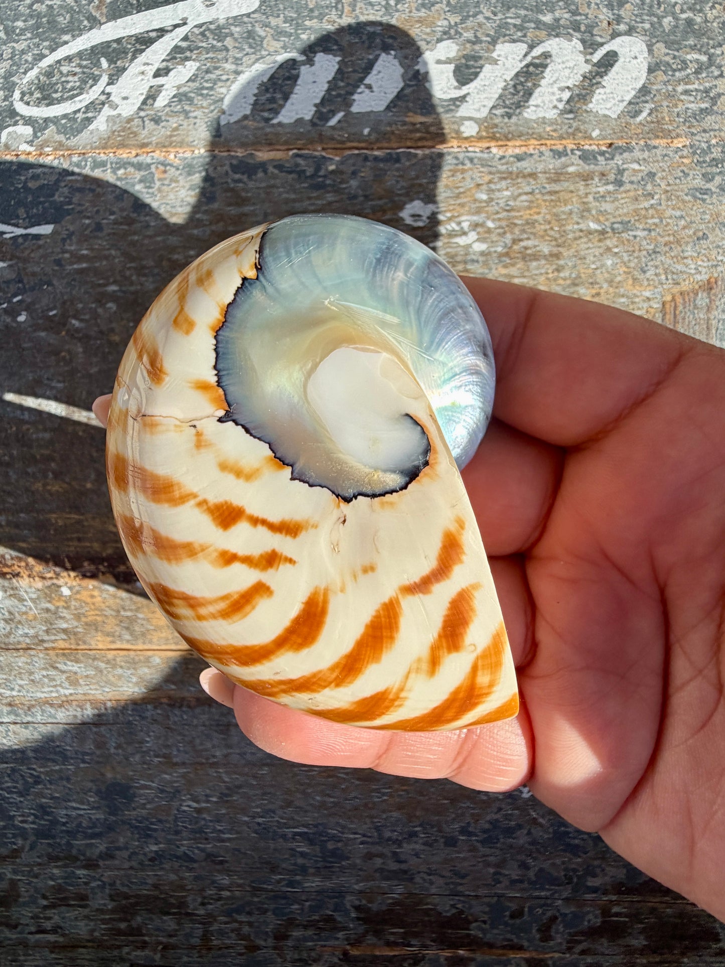 Gorgeous Striped Opalescent Shell | Opt S
