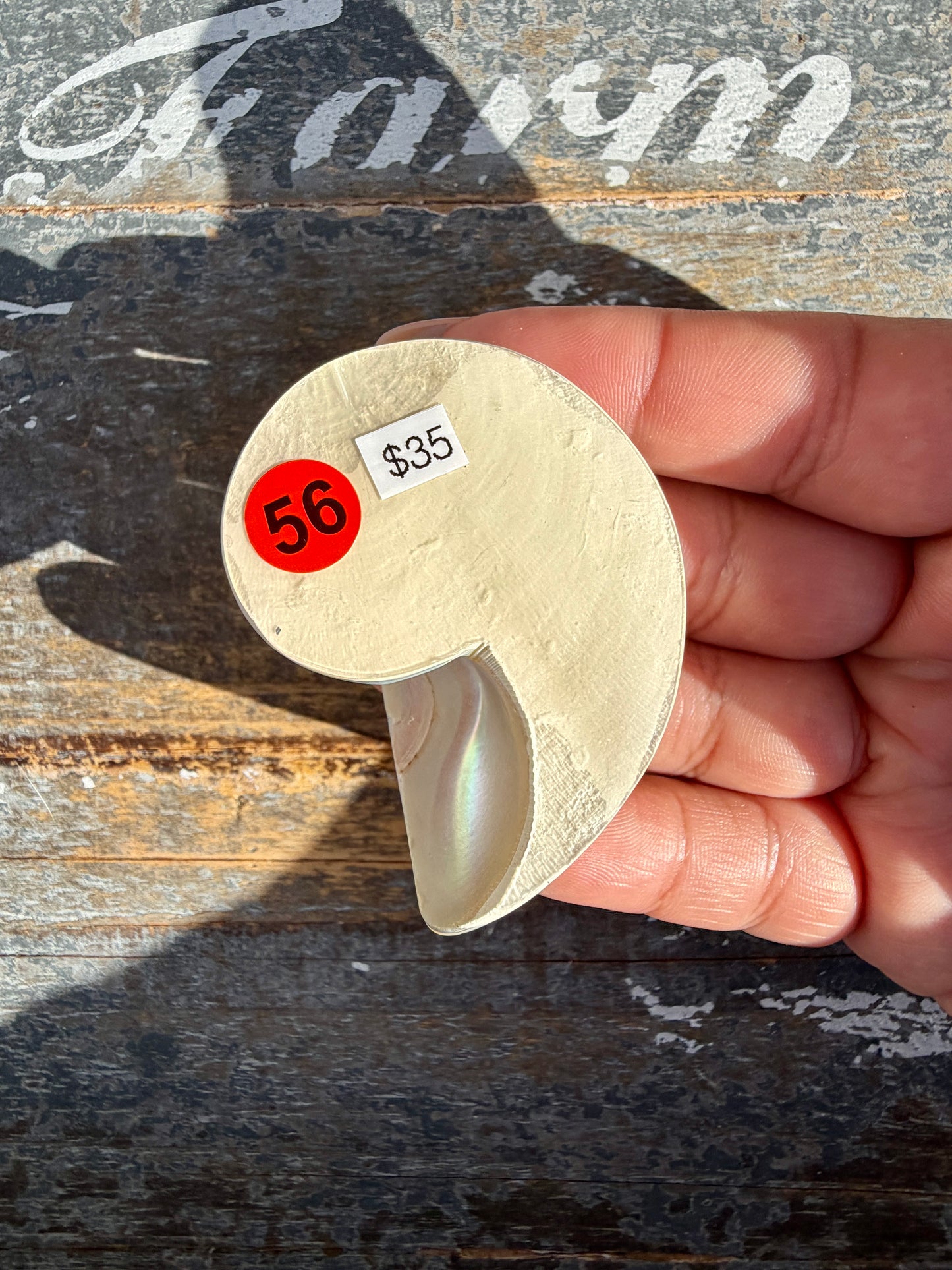Gorgeous Opalescent Spotted Shell | Opt 56