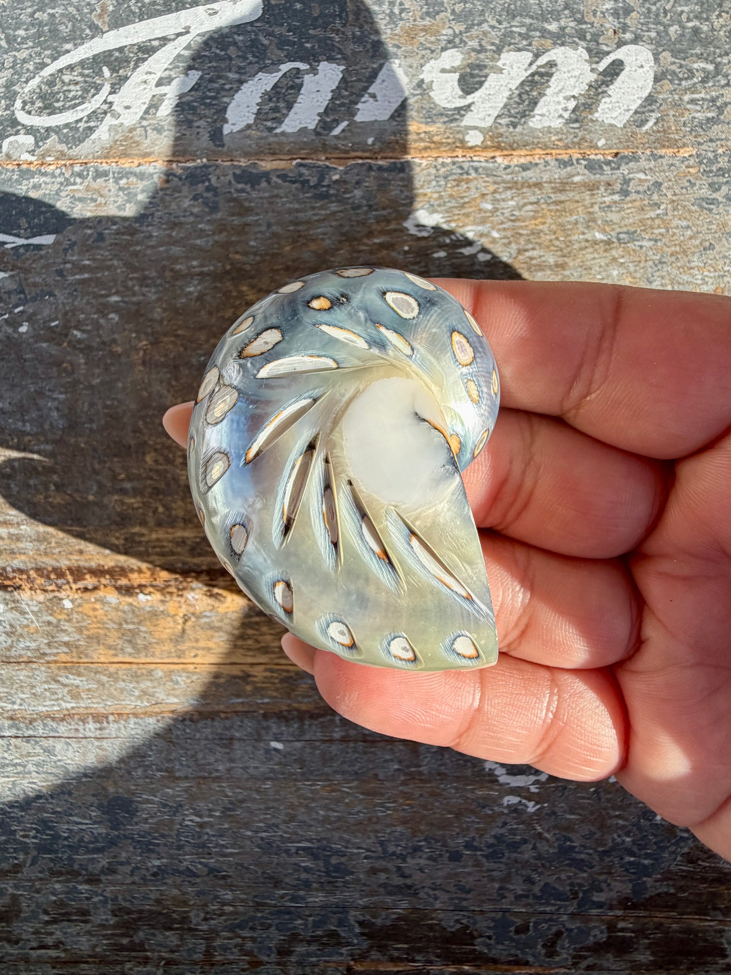 Gorgeous Opalescent Spotted Shell | Opt 56