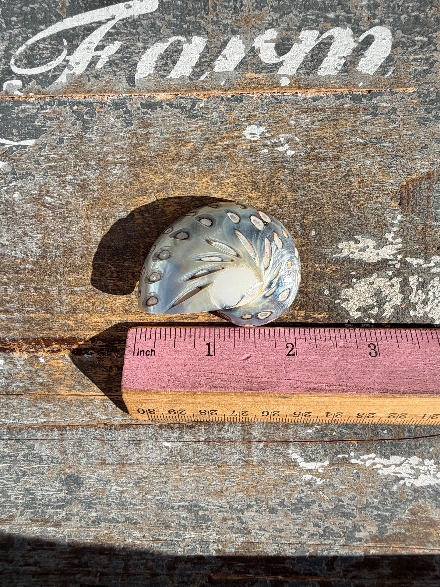 Gorgeous Opalescent Spotted Shell | Opt 56