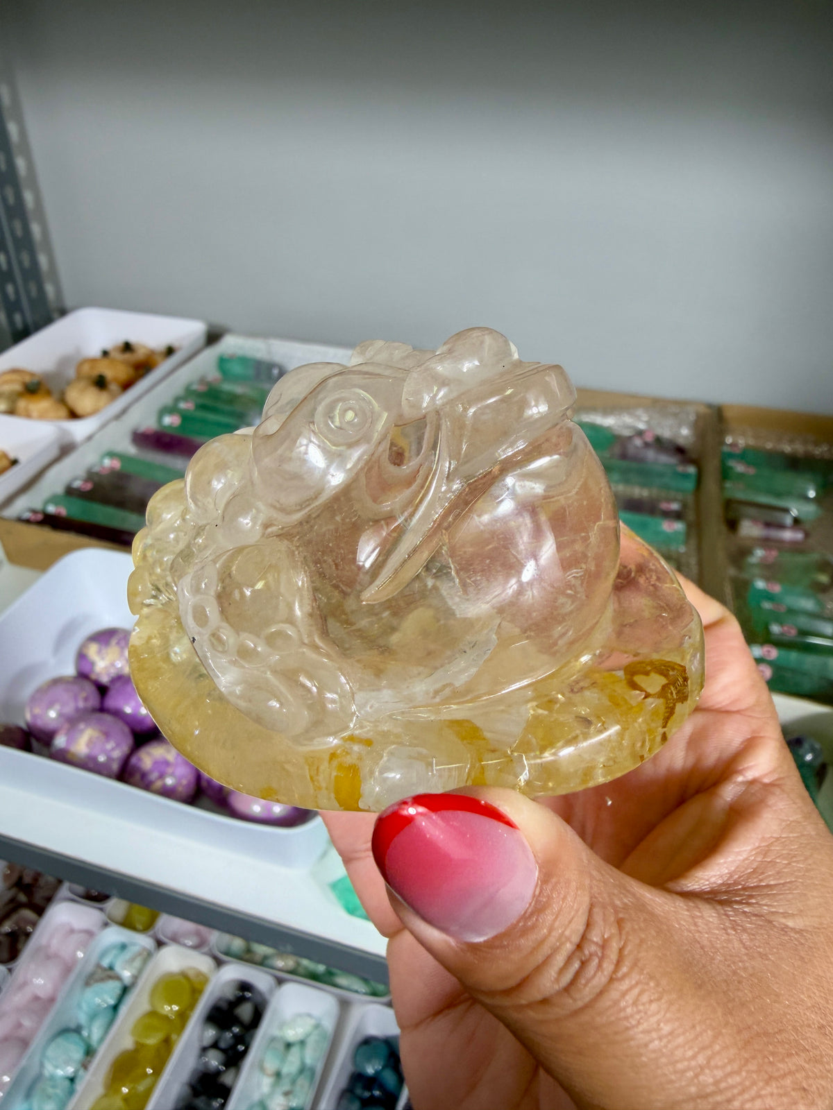 Gorgeous Golden Healer Money Toad | Big Rainbow