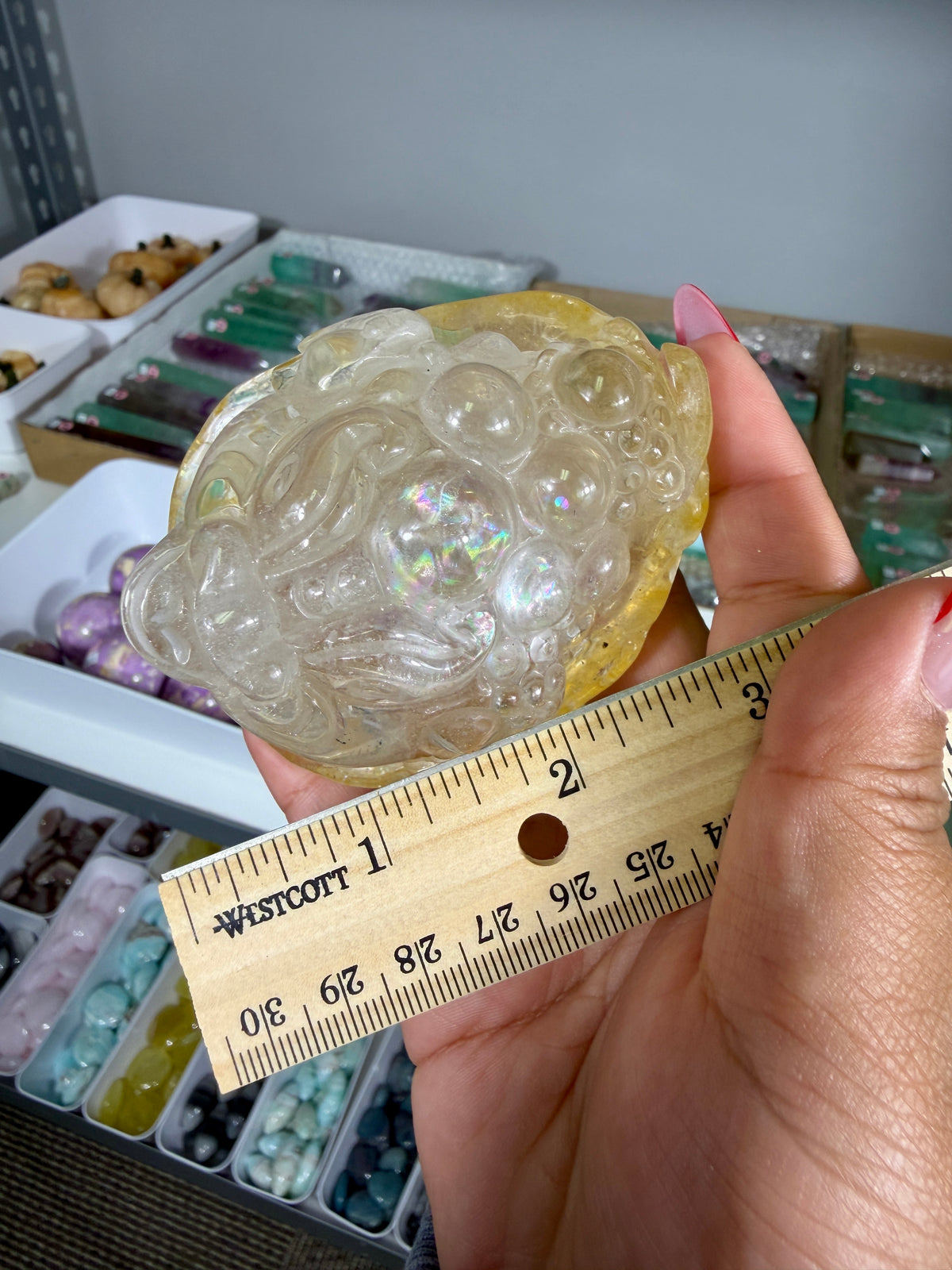 Gorgeous Golden Healer Money Toad | Big Rainbow