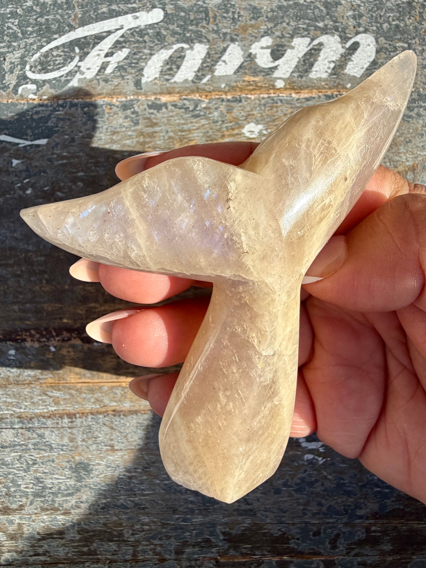 Gorgeous Blue Flash Moonstone Whale Tail | Opt 20