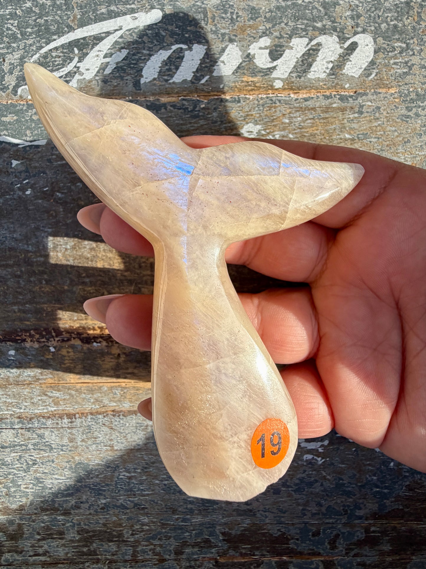 Gorgeous Blue Flash Moonstone Whale Tail | Opt 19