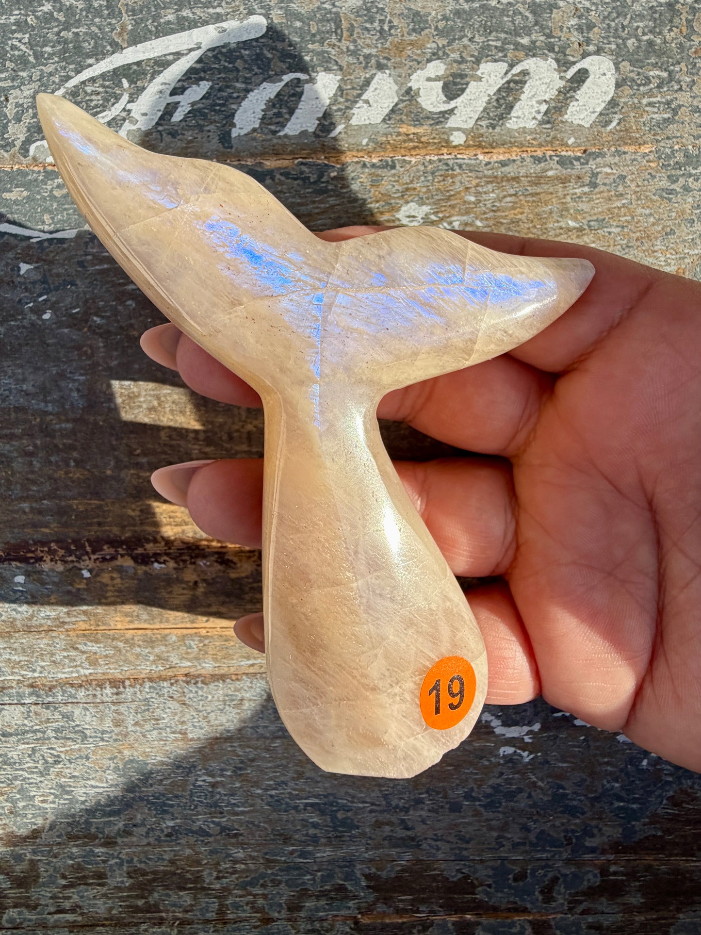 Gorgeous Blue Flash Moonstone Whale Tail | Opt 19