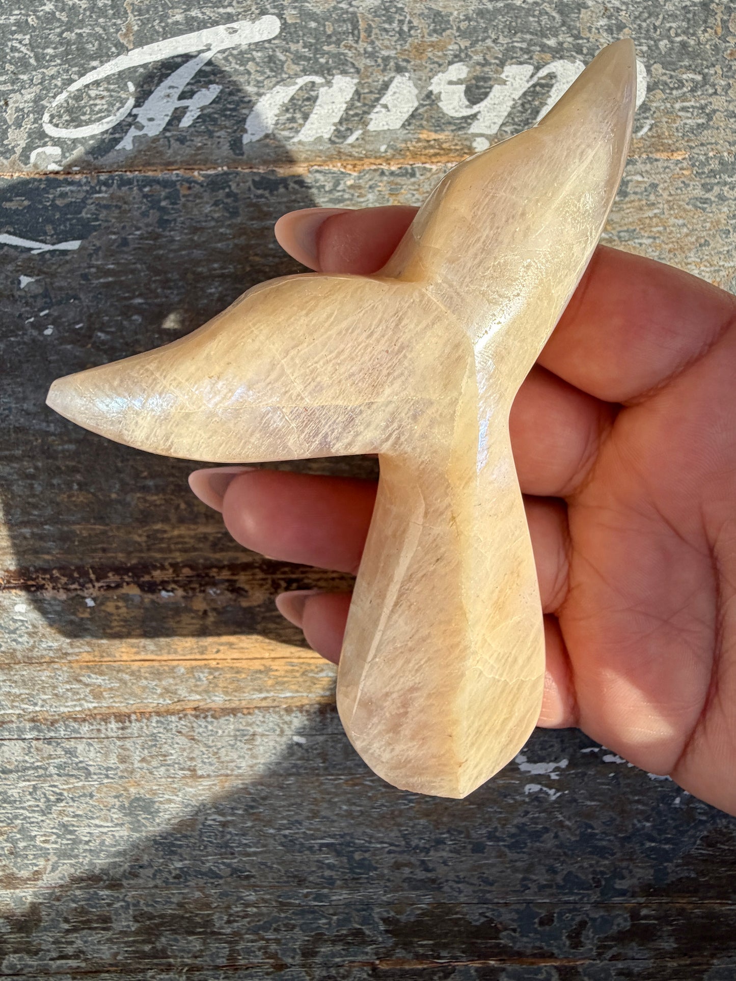Gorgeous Blue Flash Moonstone Whale Tail | Opt 19