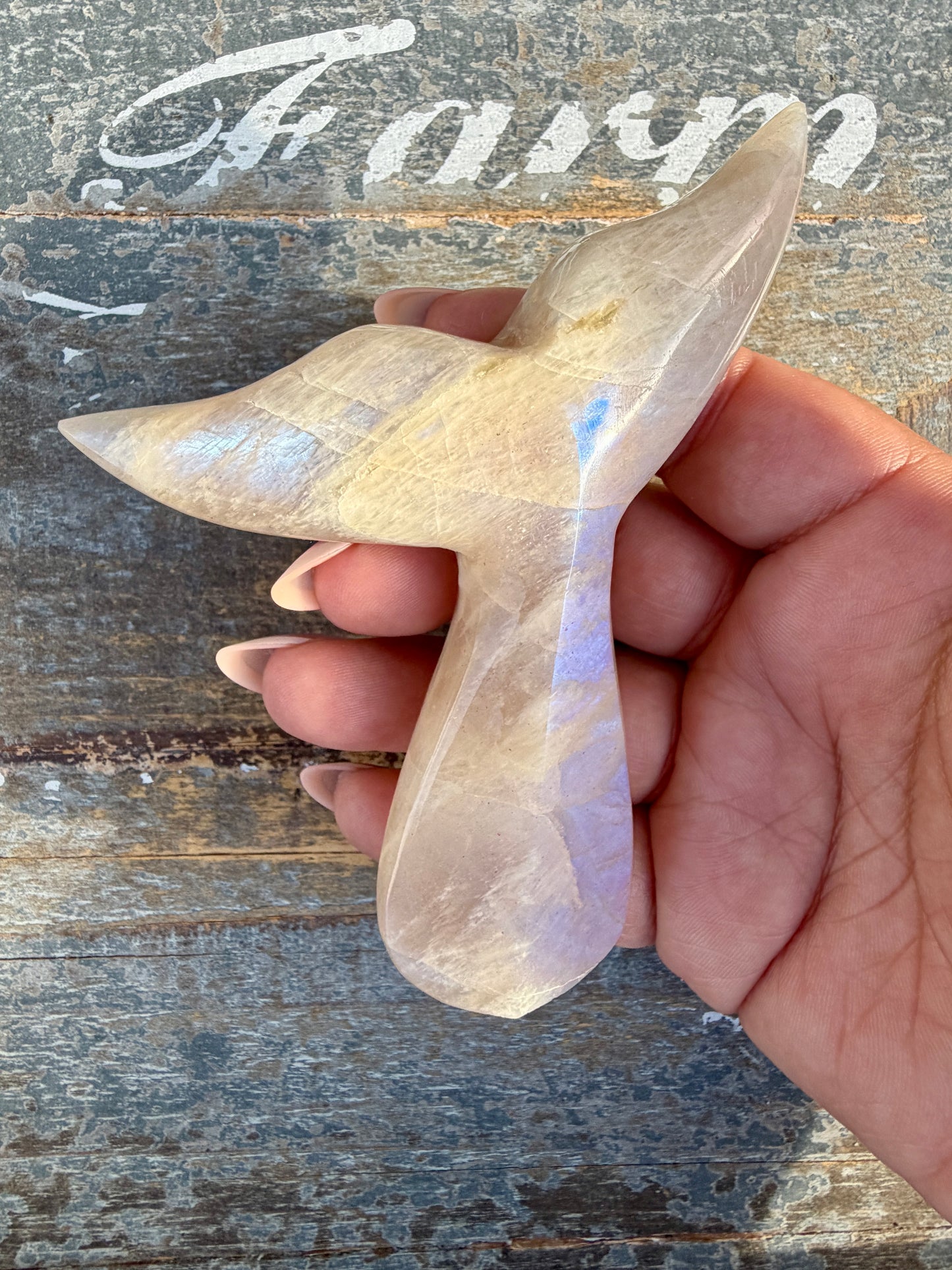 Gorgeous Blue Flash Moonstone Whale Tail | Opt 15