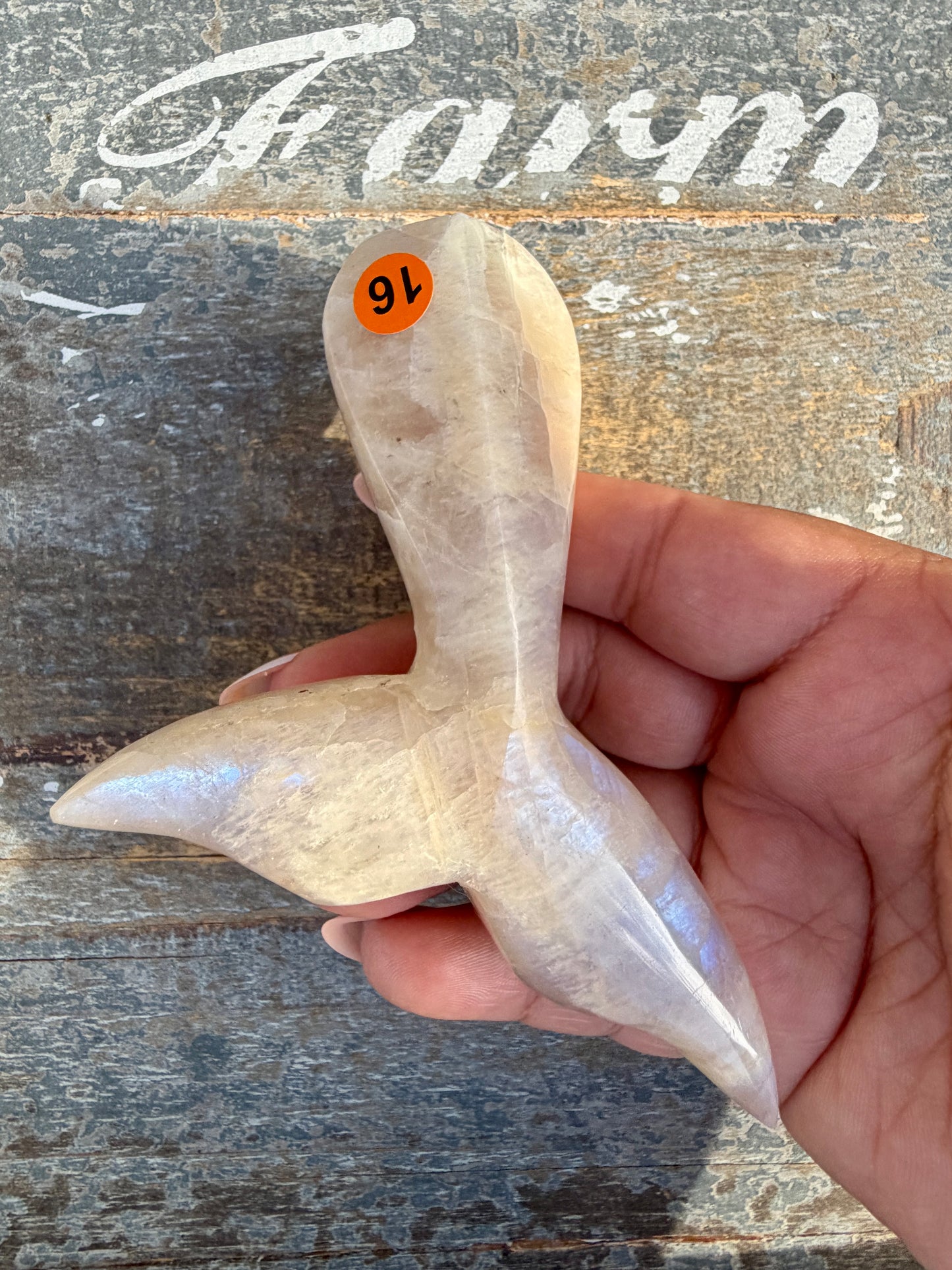 Gorgeous Blue Flash Moonstone Whale Tail | Opt 16