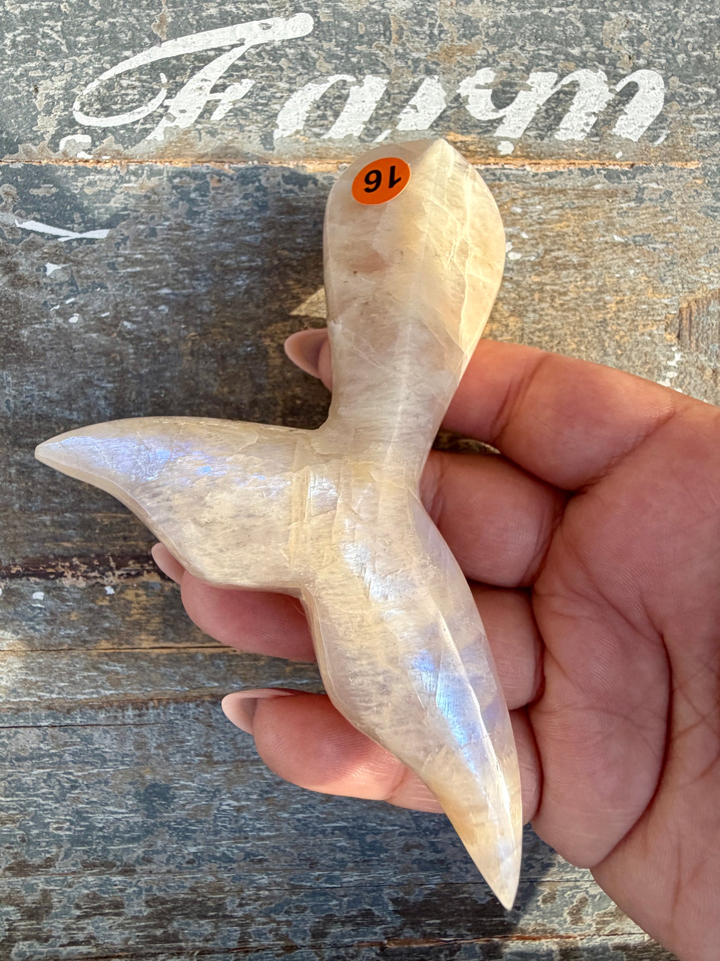 Gorgeous Blue Flash Moonstone Whale Tail | Opt 16
