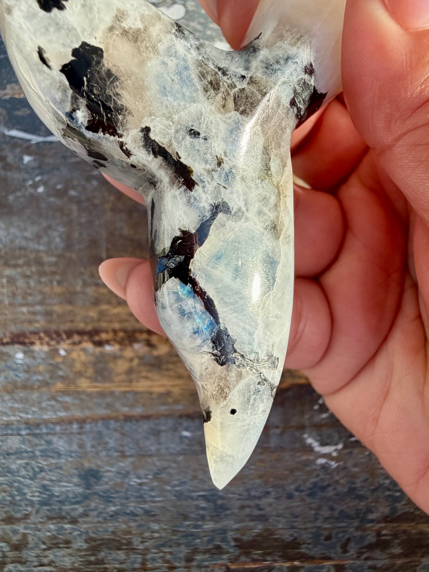 Gorgeous Rainbow Moonstone Whale Tail | India | Opt 9