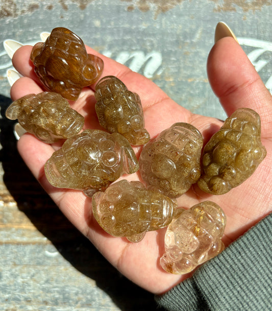 One (1) Golden Rutile Pocket Money Toad | Intuitively Chosen