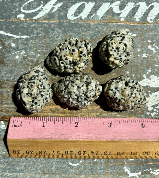 One (1) Dalmation Jasper Pocket Money Toad | Intuitively Chosen