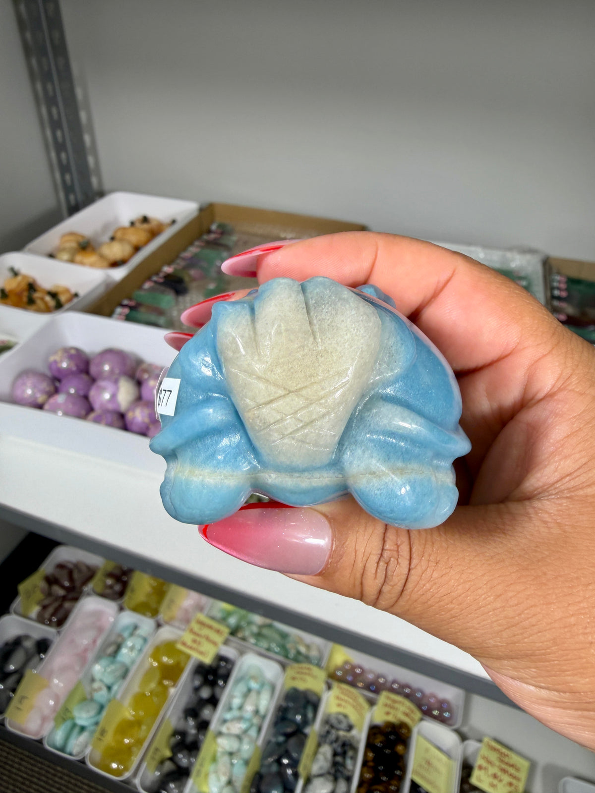 Unique Trolleite Dragon Turtle | Brazil | Opt 100
