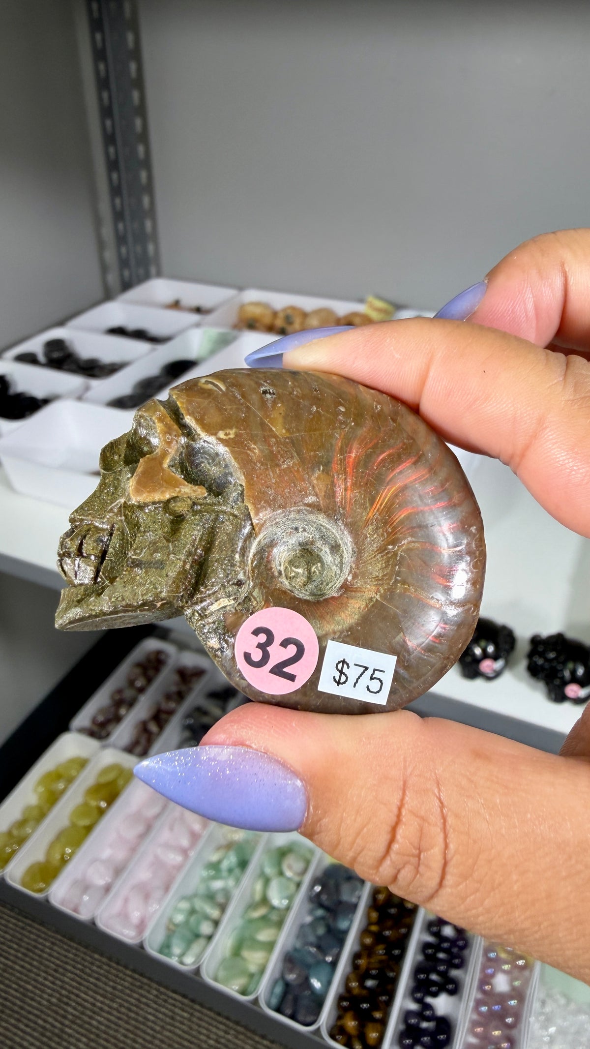 Gorgeous Ammonite Fossil Hand Carved Skull (Red Flash) Opt 32