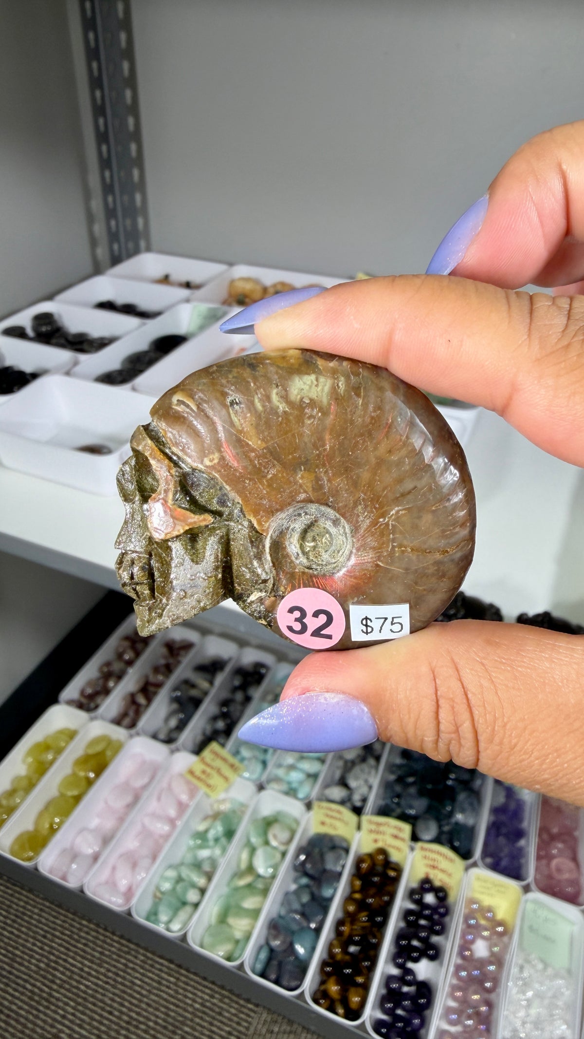 Gorgeous Ammonite Fossil Hand Carved Skull (Red Flash) Opt 32