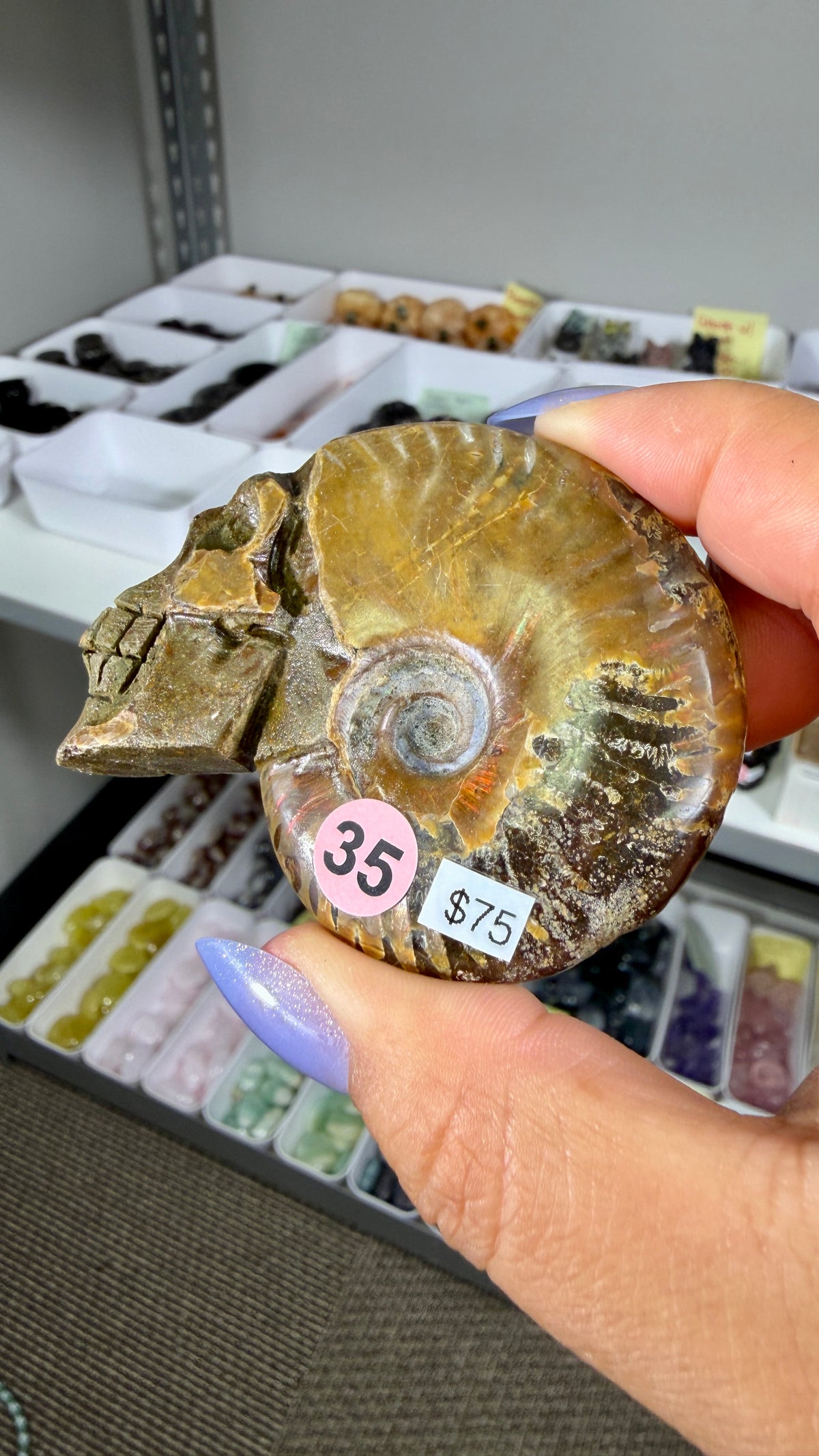 Gorgeous Ammonite Fossil Hand Carved Skull (Red Flash) Opt 35