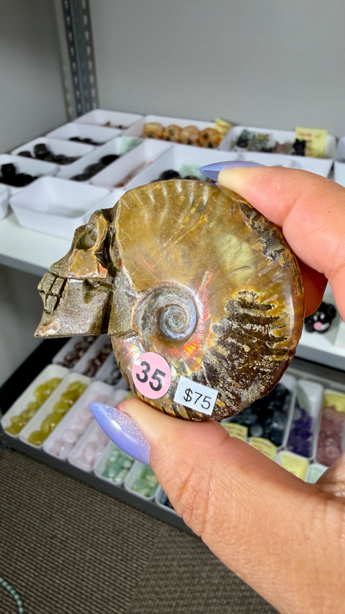 Gorgeous Ammonite Fossil Hand Carved Skull (Red Flash) Opt 35
