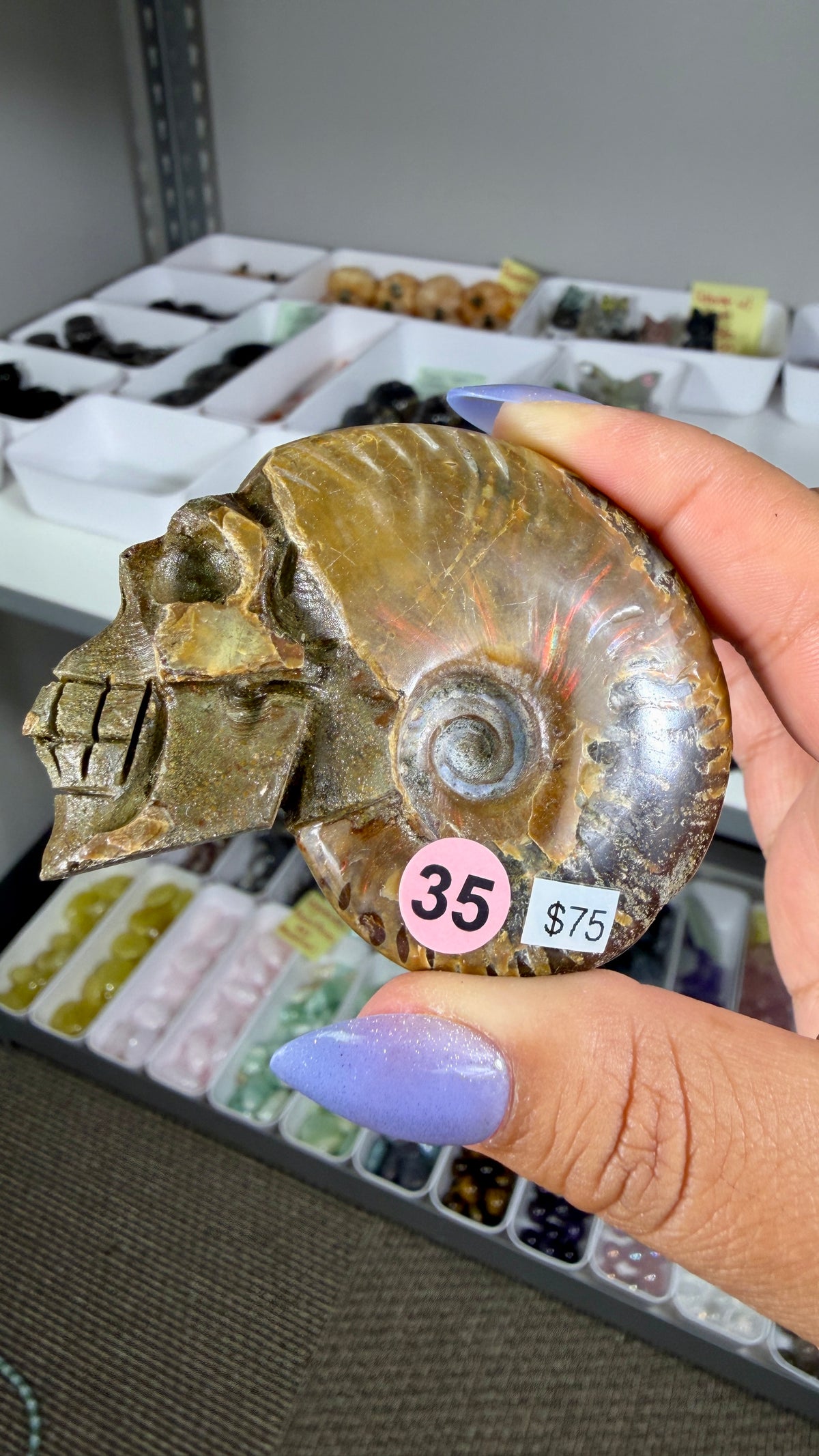 Gorgeous Ammonite Fossil Hand Carved Skull (Red Flash) Opt 35