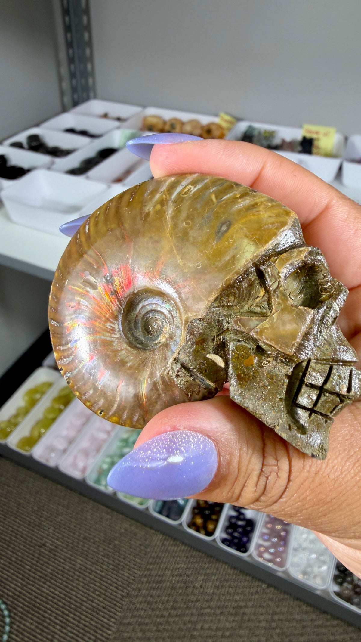 Gorgeous Ammonite Fossil Hand Carved Skull (Red Flash) Opt 35