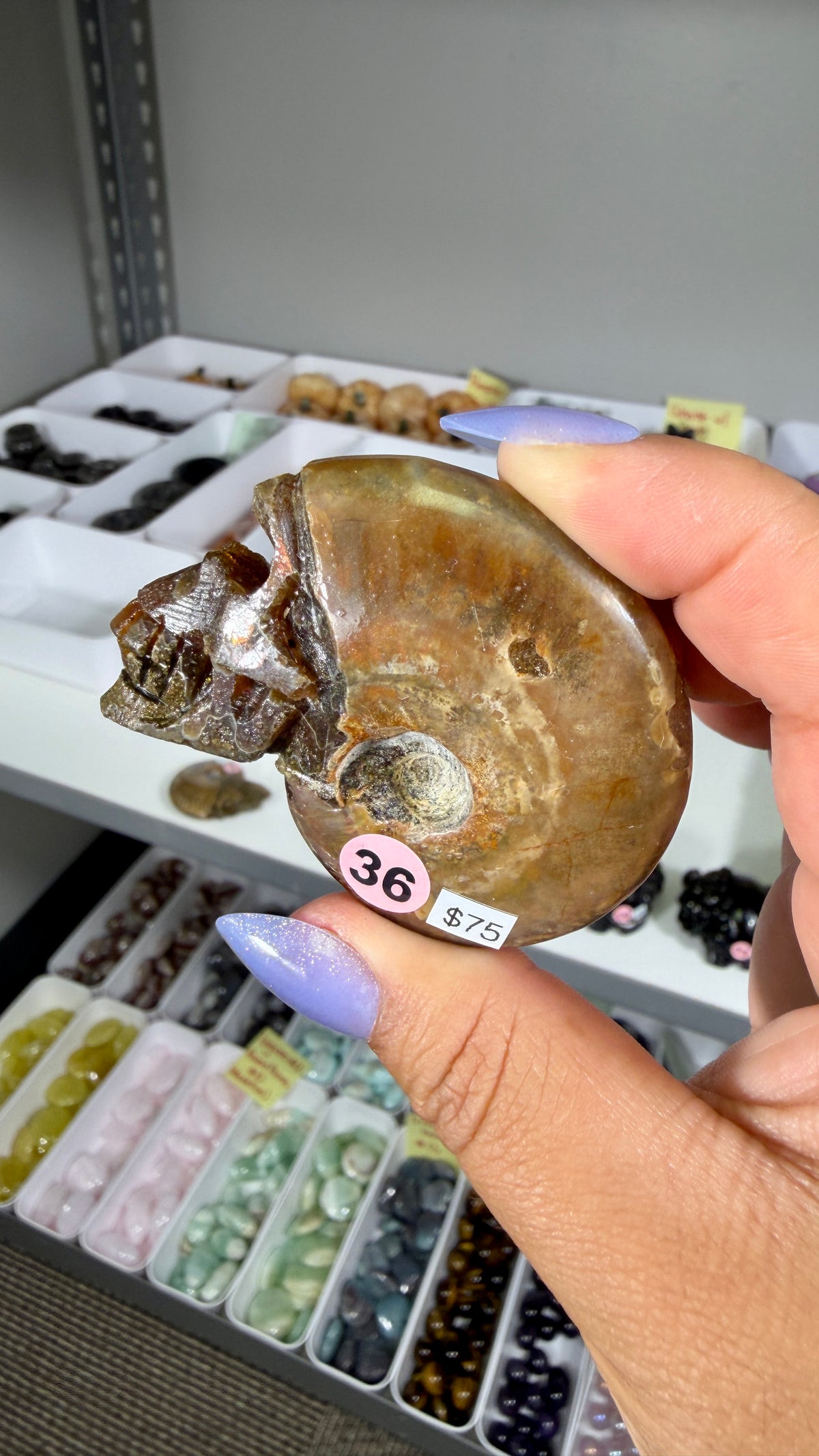 Gorgeous Ammonite Fossil Hand Carved Skull (Red Flash) Opt 36