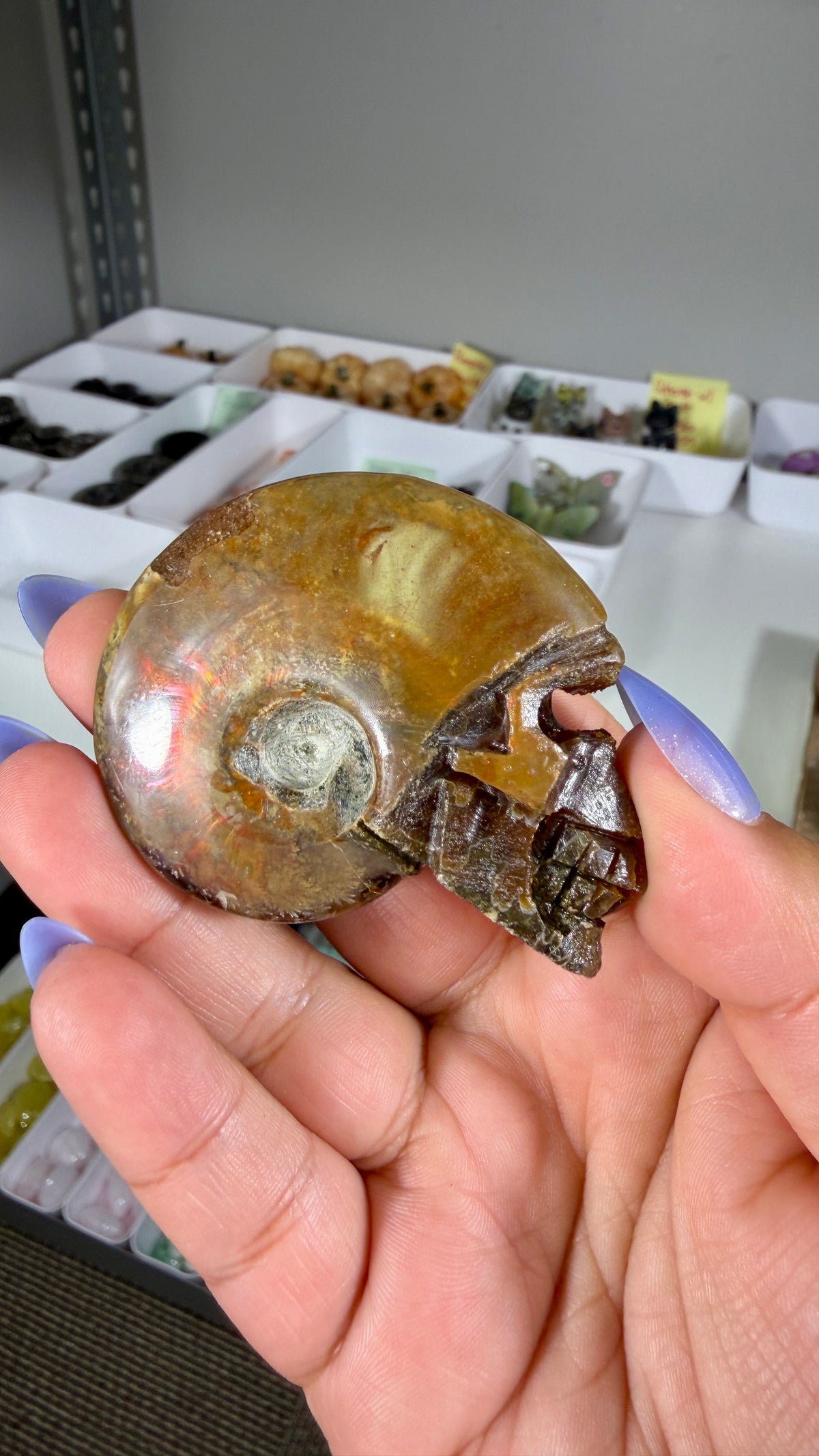 Gorgeous Ammonite Fossil Hand Carved Skull (Red Flash) Opt 36