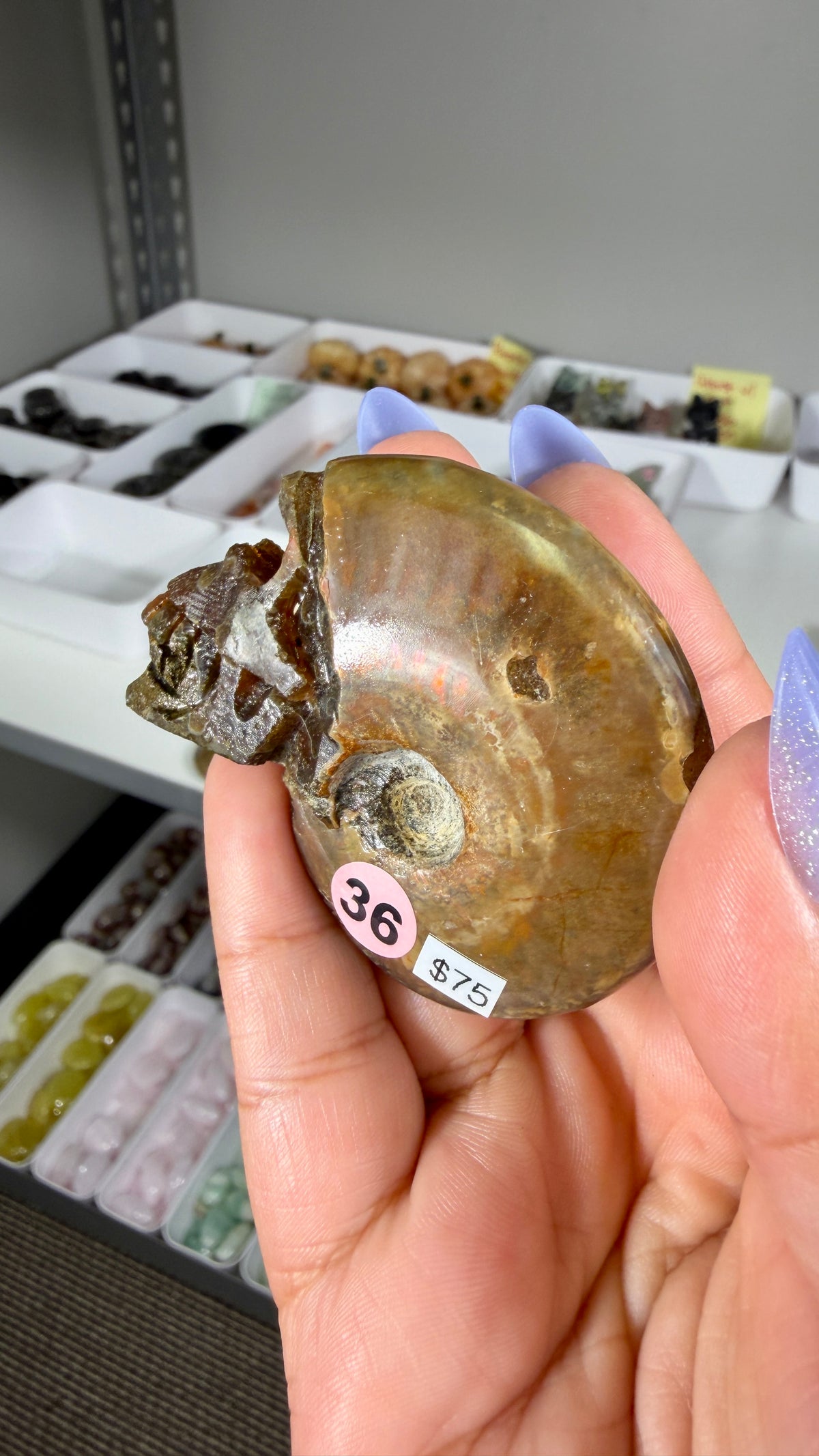 Gorgeous Ammonite Fossil Hand Carved Skull (Red Flash) Opt 36