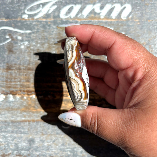 Gorgeous High Quality Crazy Lace Agate Palm Stone from Mexico | C