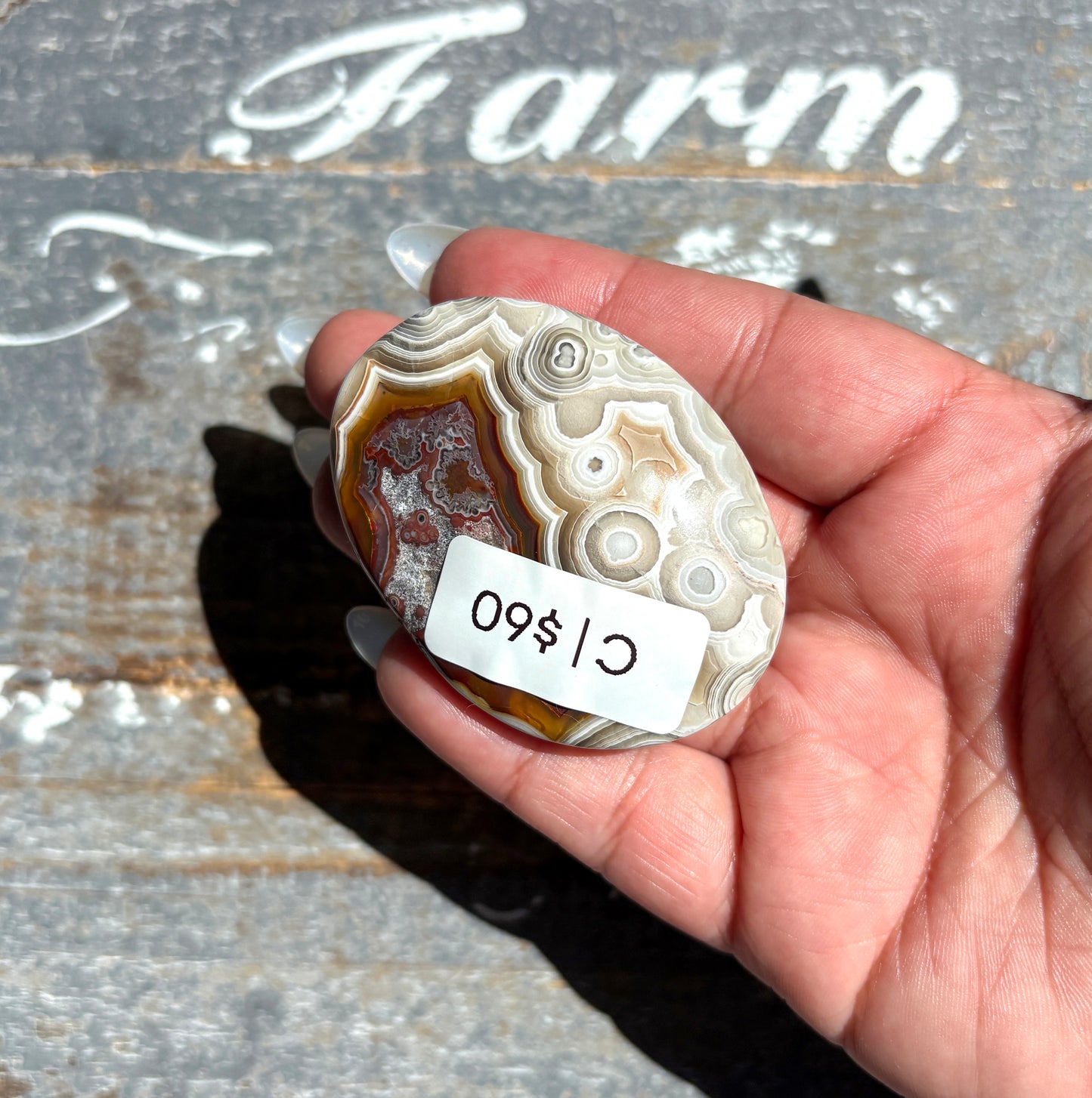 Gorgeous High Quality Crazy Lace Agate Palm Stone from Mexico | C