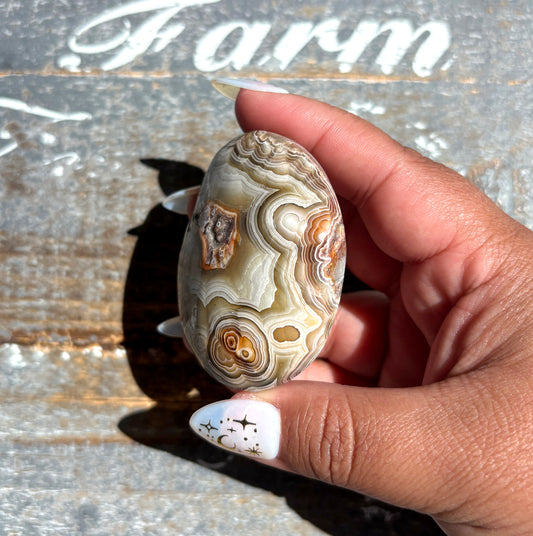 Gorgeous High Quality Crazy Lace Agate Palm Stone from Mexico | E