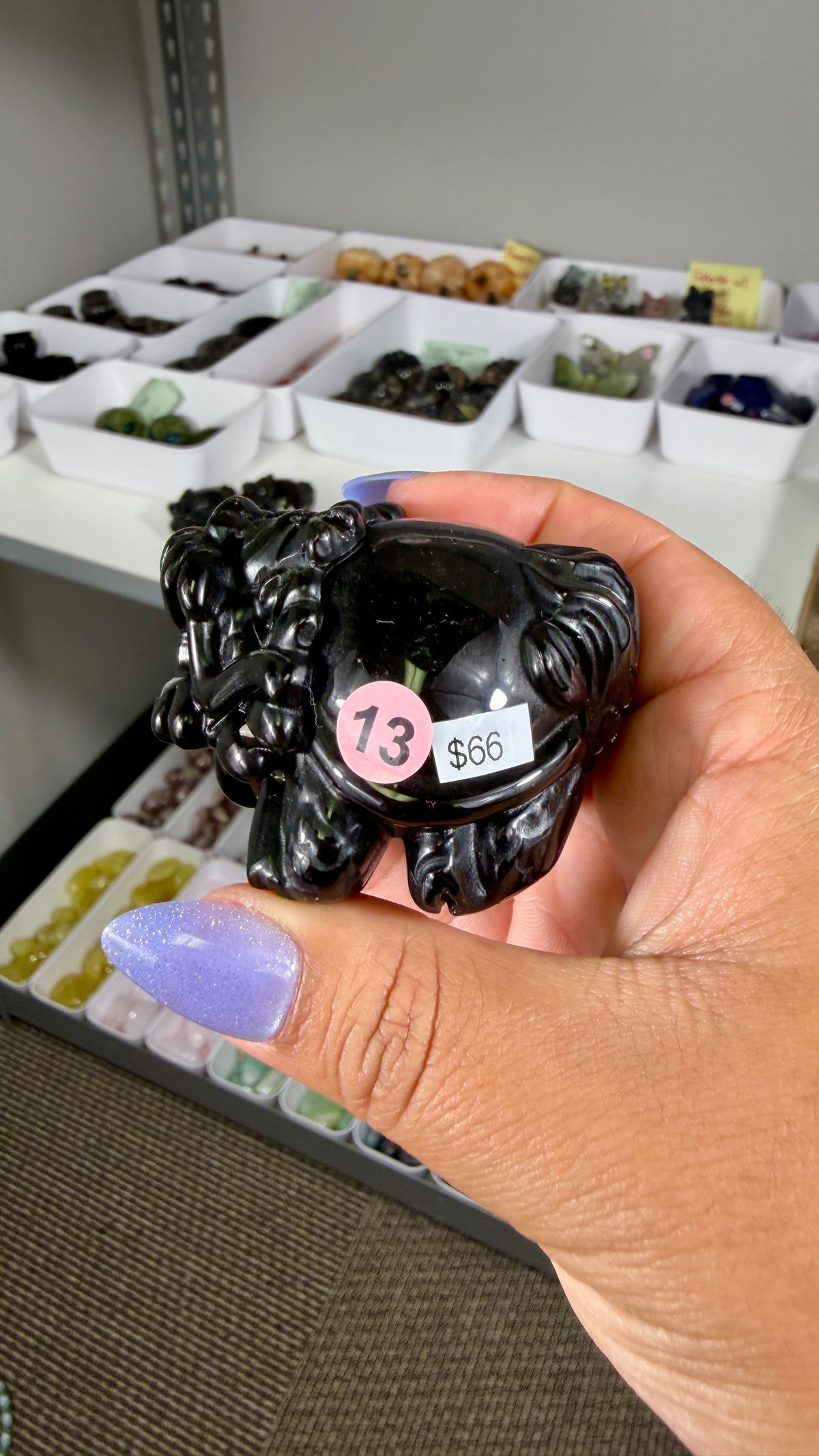 Gorgeous Gold Sheen Dragon Turtle | Opt 13