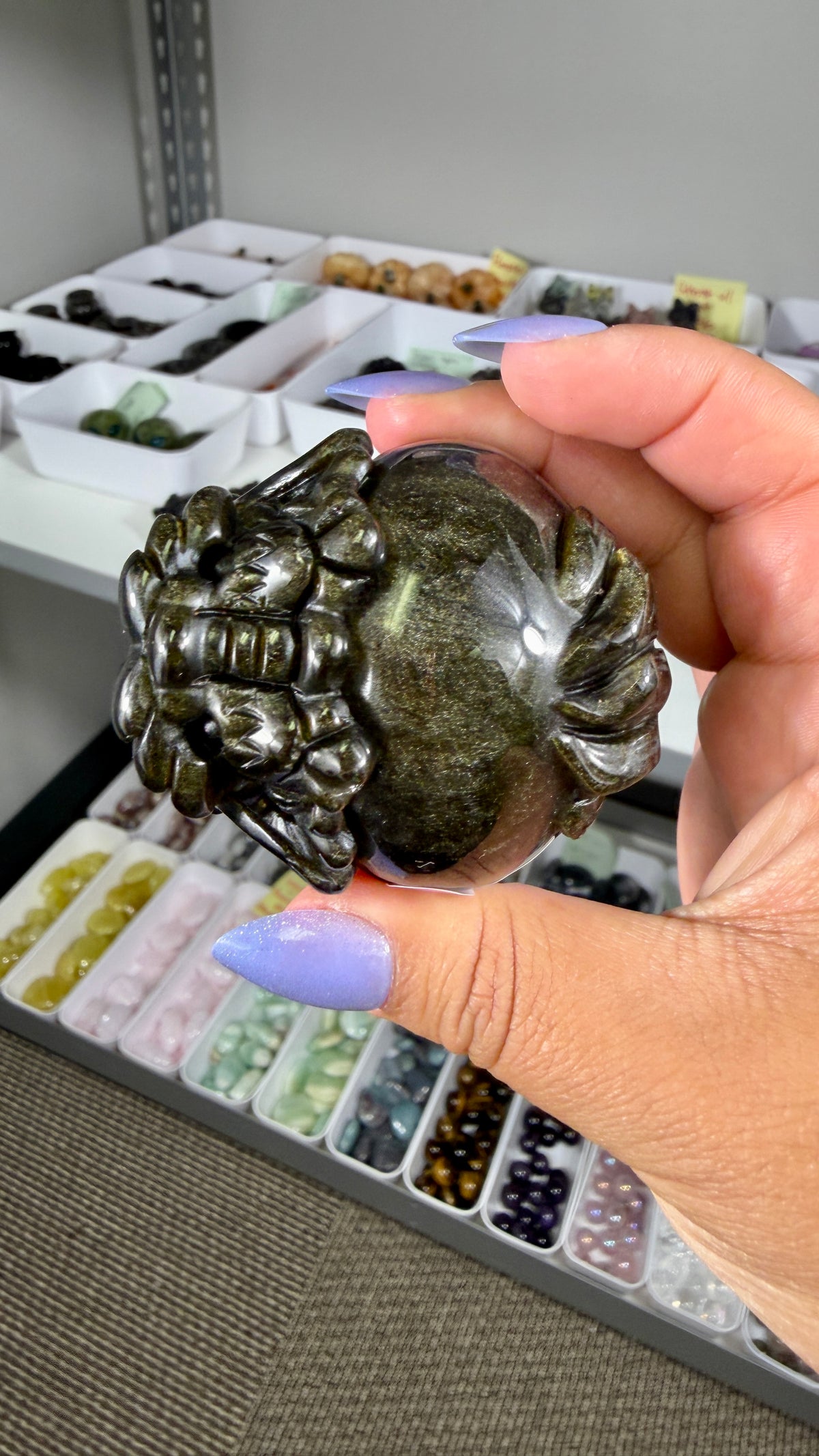 Gorgeous Gold Sheen Dragon Turtle | Opt 13