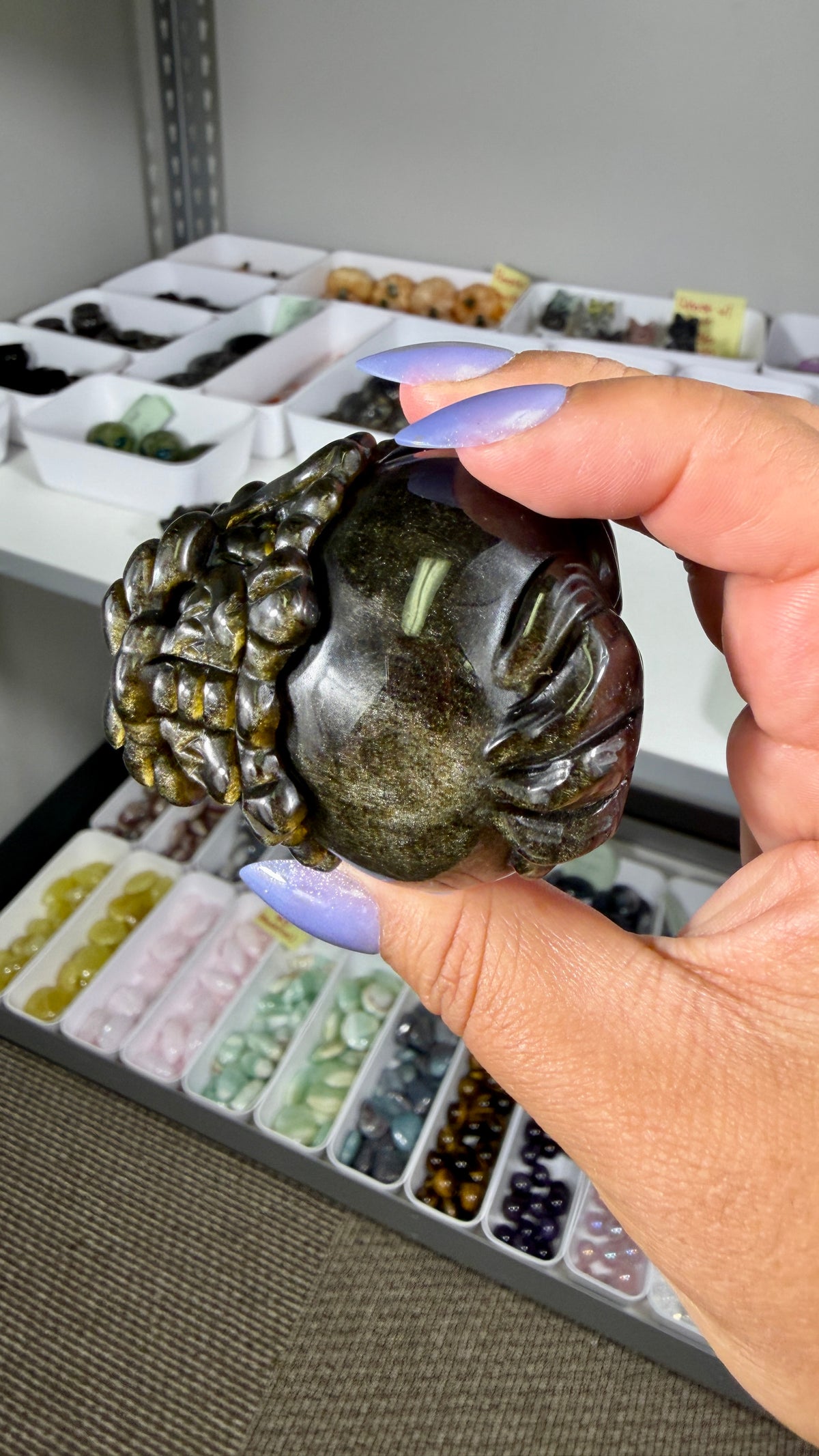 Gorgeous Gold Sheen Dragon Turtle | Opt 13