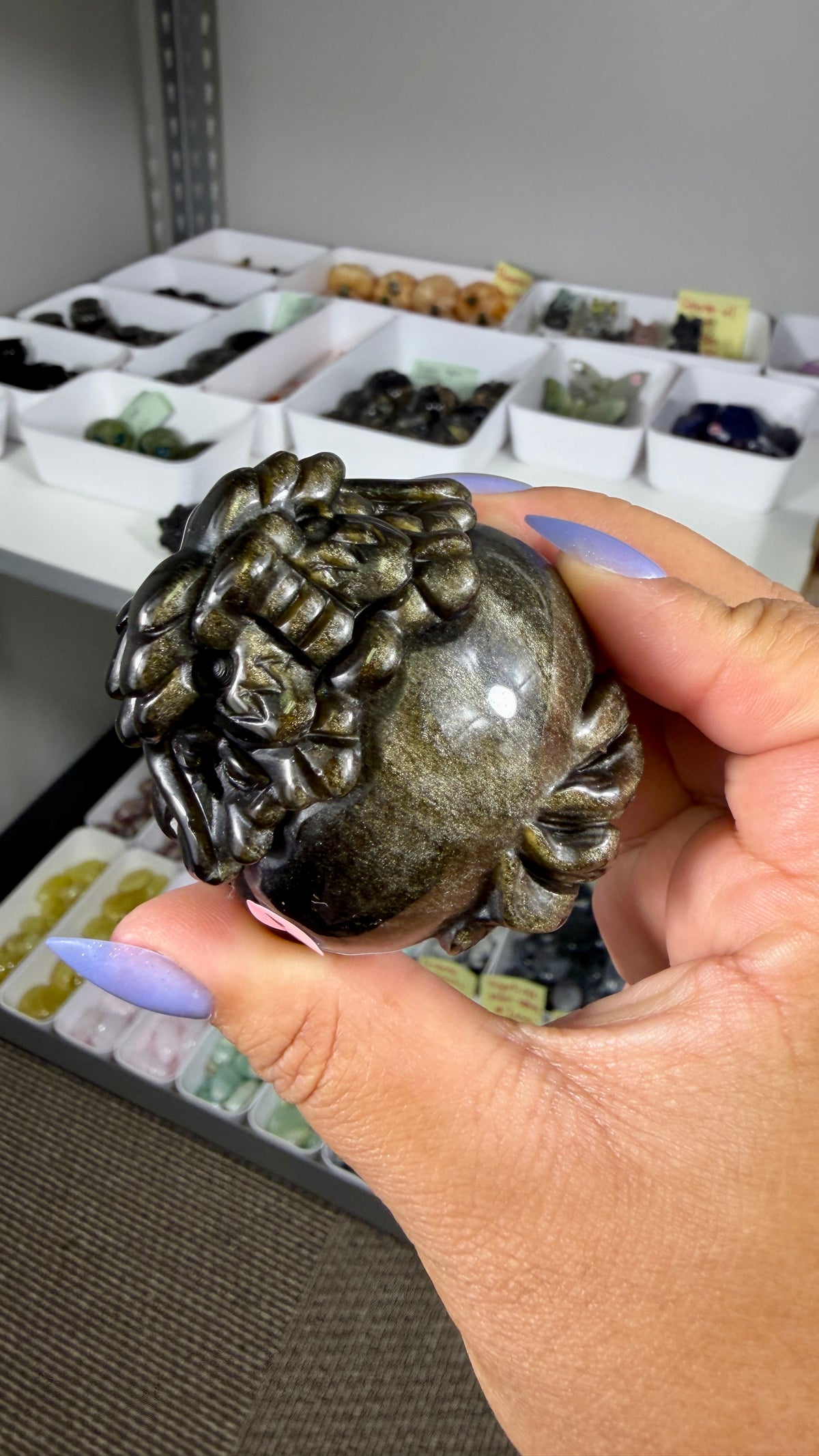Gorgeous Gold Sheen Dragon Turtle | Opt 13