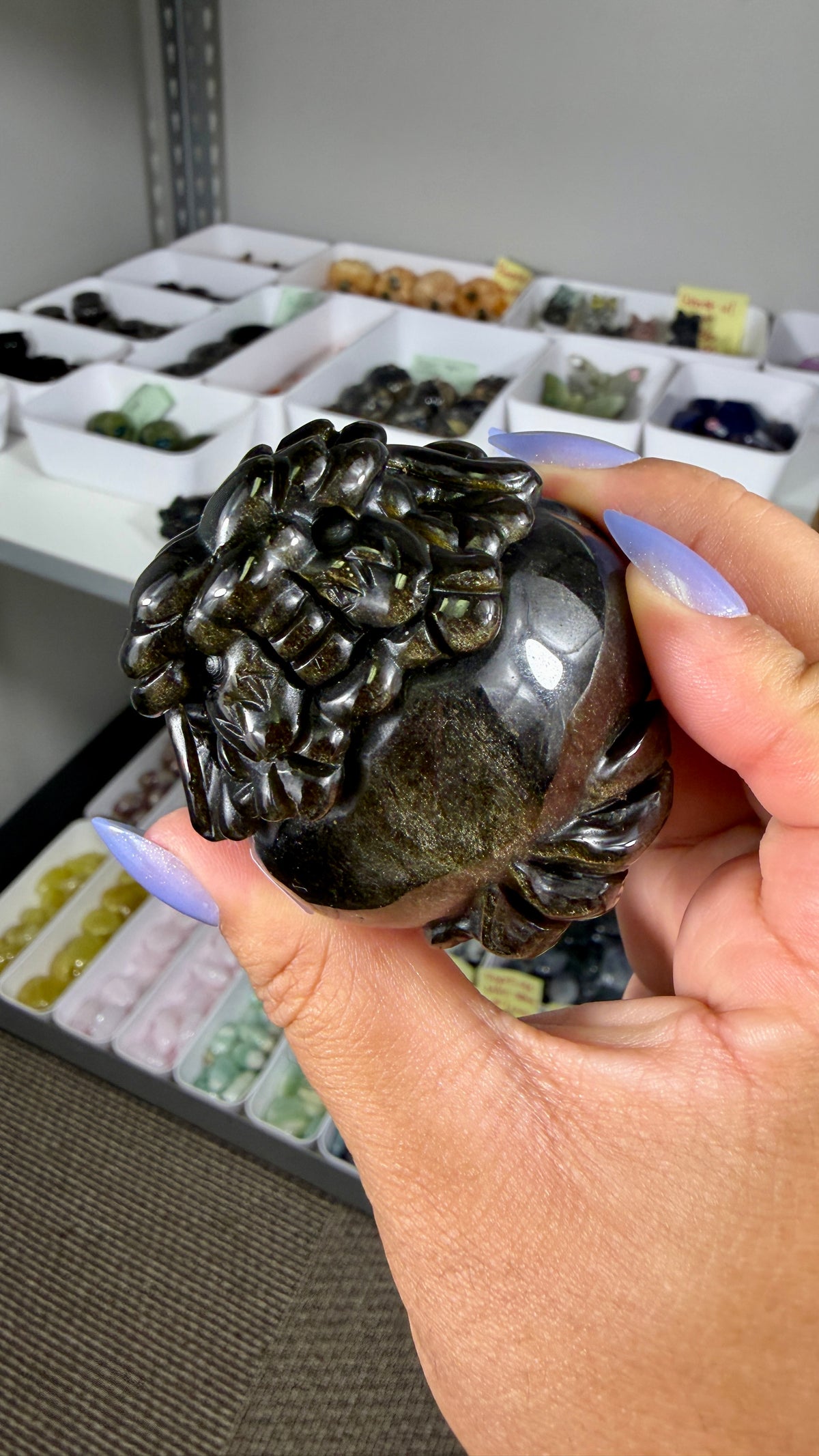 Gorgeous Gold Sheen Dragon Turtle | Opt 13
