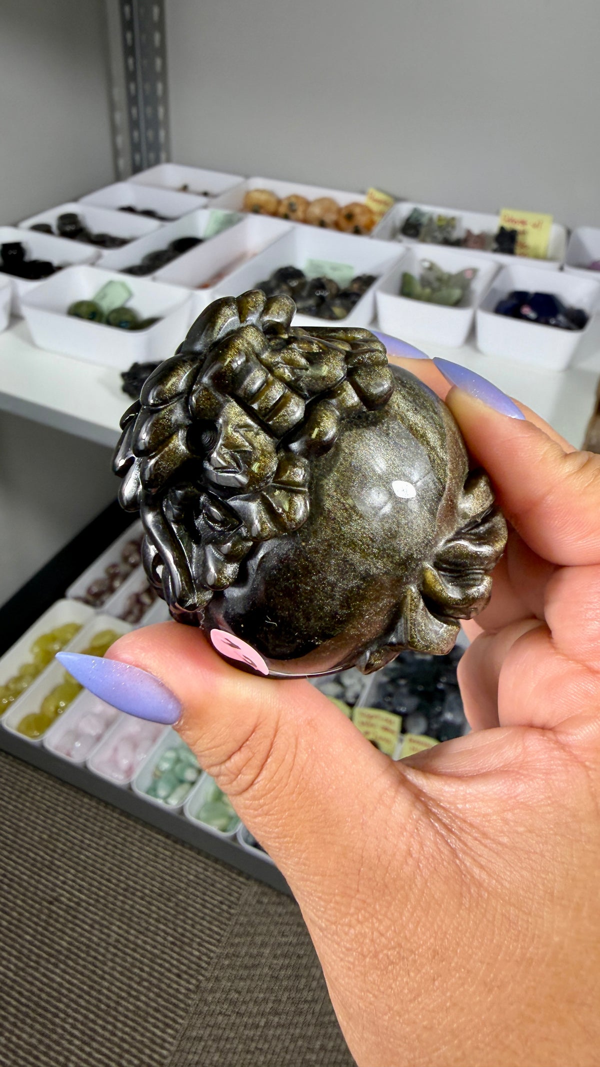 Gorgeous Gold Sheen Dragon Turtle | Opt 13
