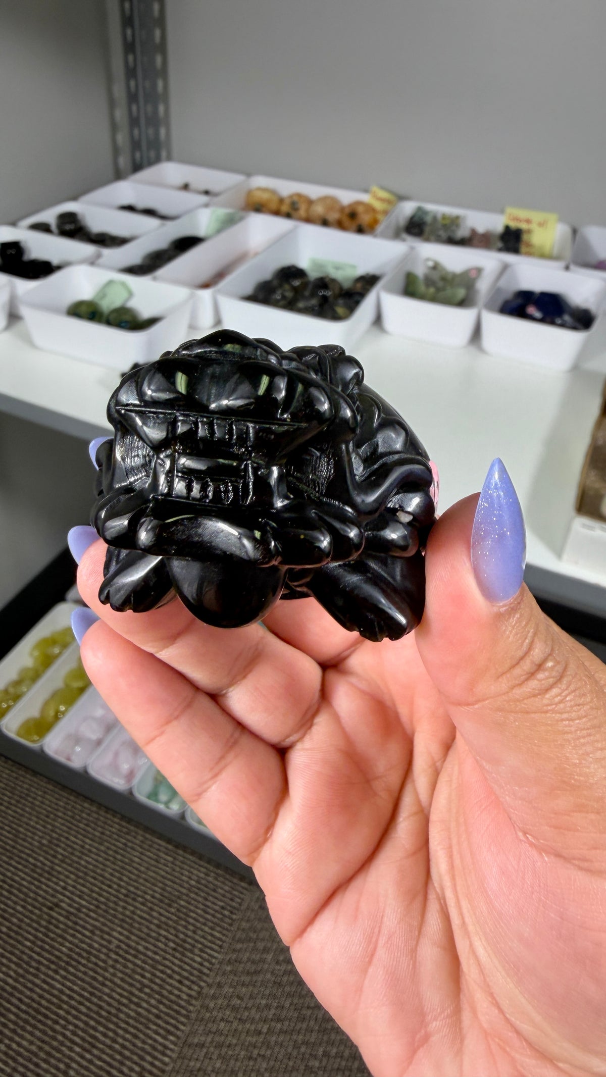 Gorgeous Gold Sheen Dragon Turtle | Opt 13