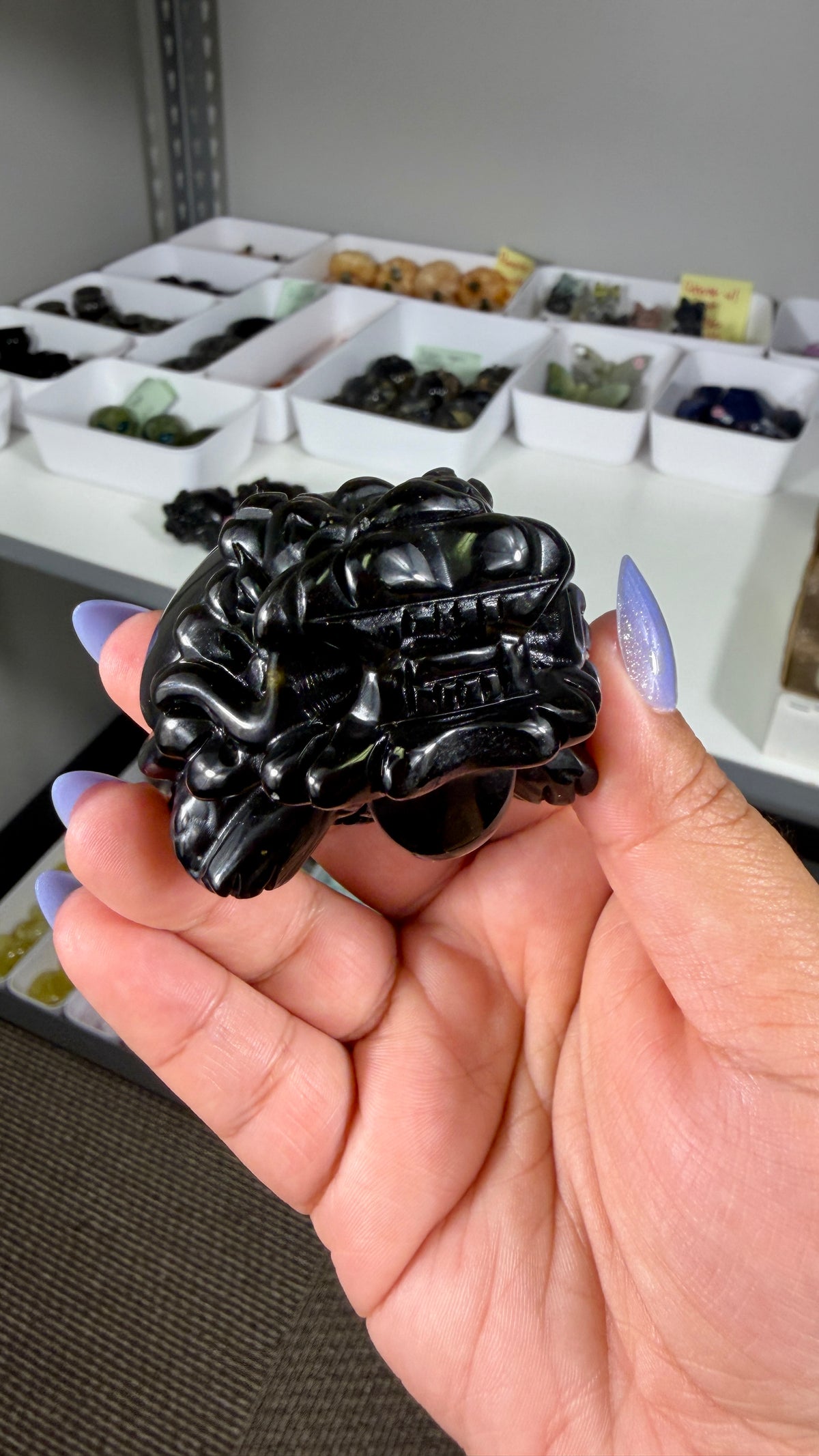 Gorgeous Gold Sheen Dragon Turtle | Opt 13