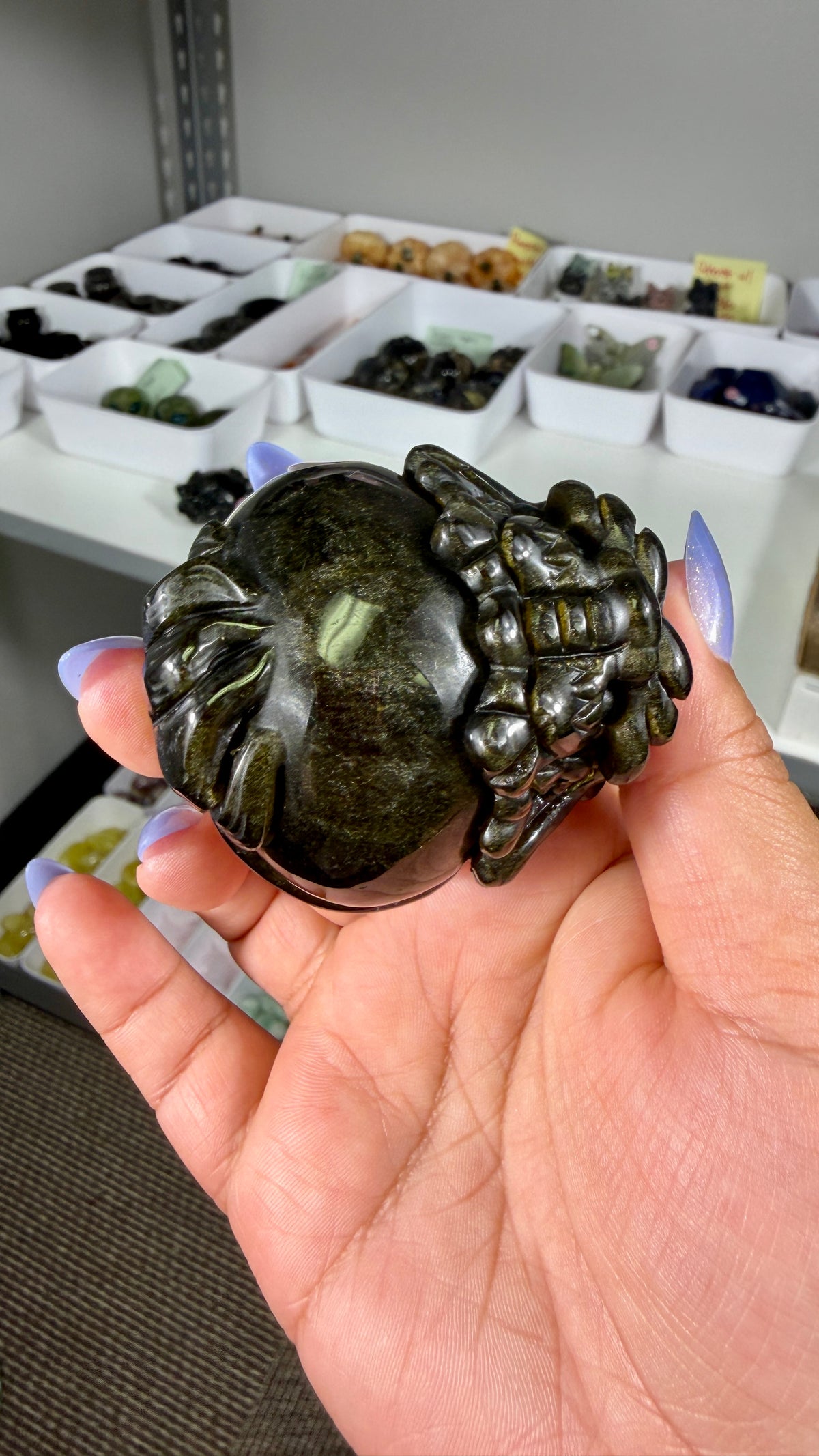 Gorgeous Gold Sheen Dragon Turtle | Opt 13